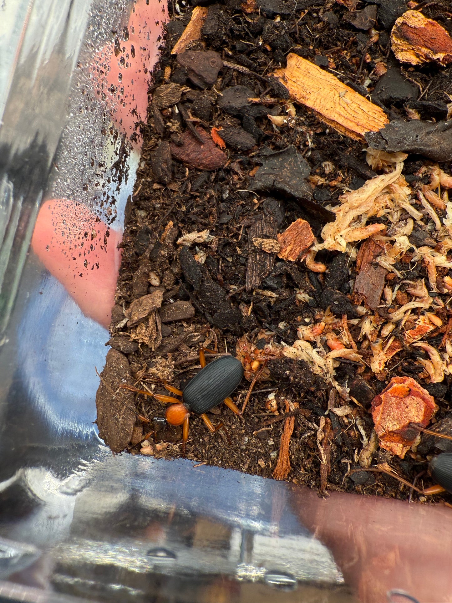 False Bombardier Beetle (Galerita bicolor)