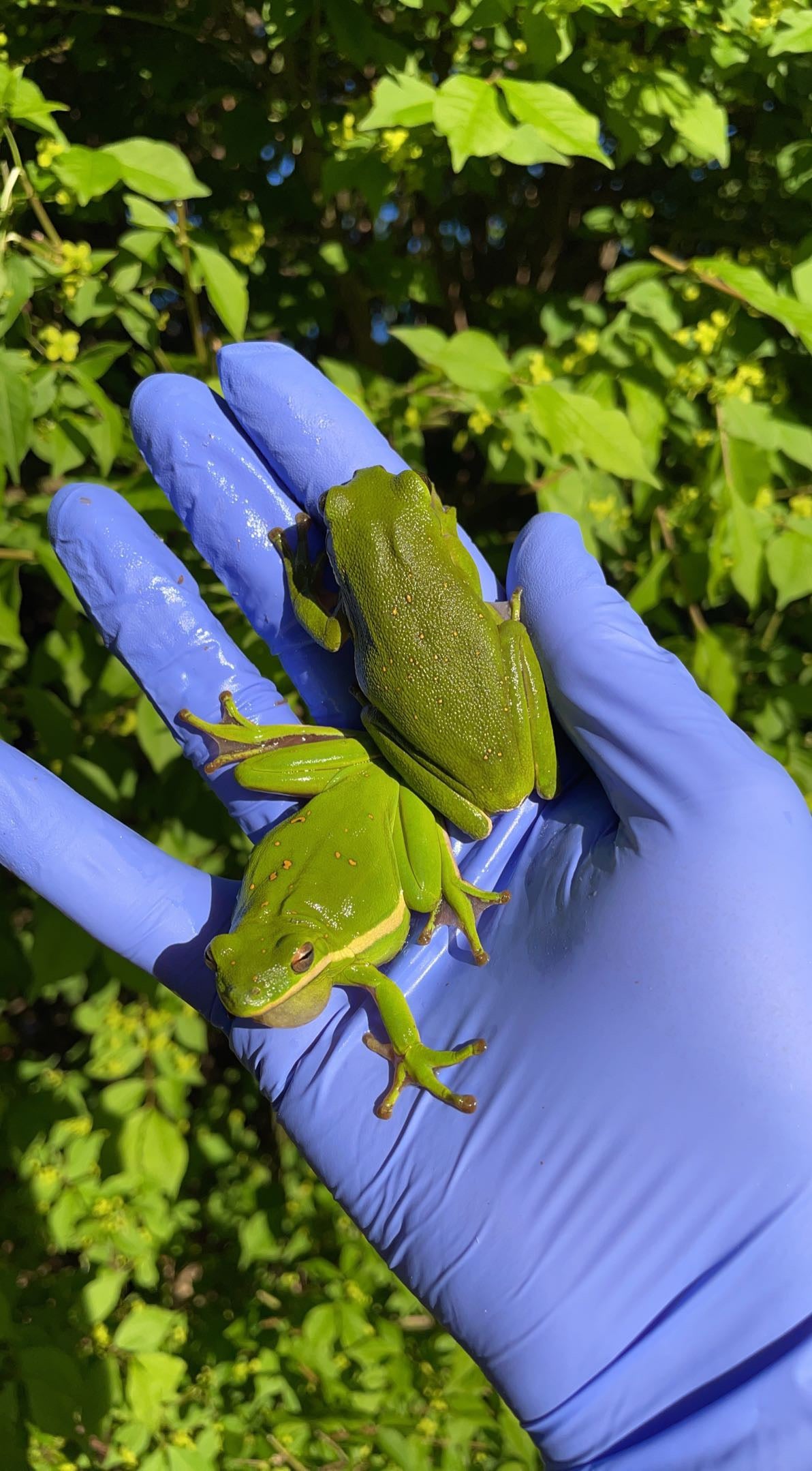 American Green Treefrog (Dryophytes cinereus)