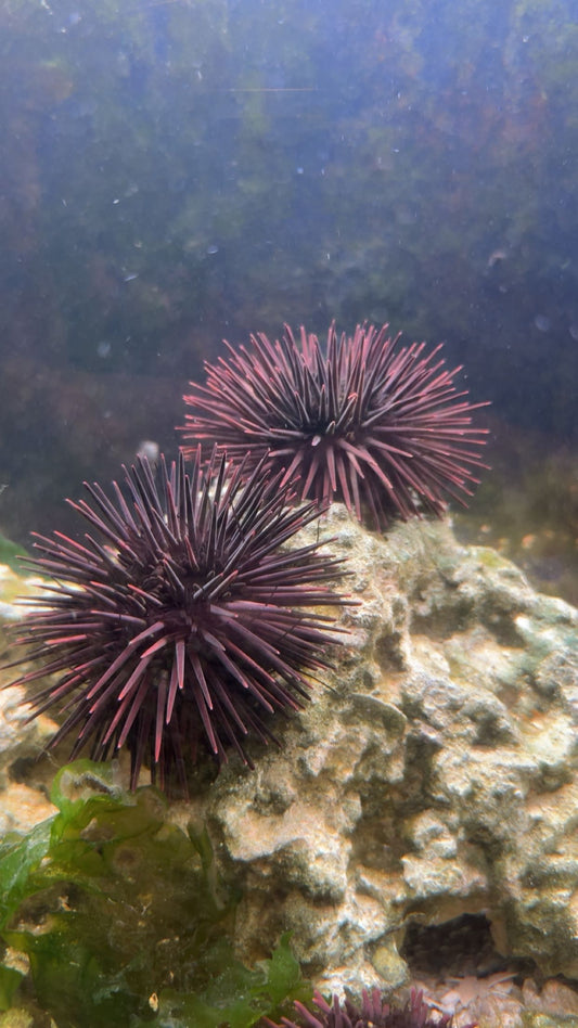 Atlantic Purple Sea Urchin (Arbacia punctulata)