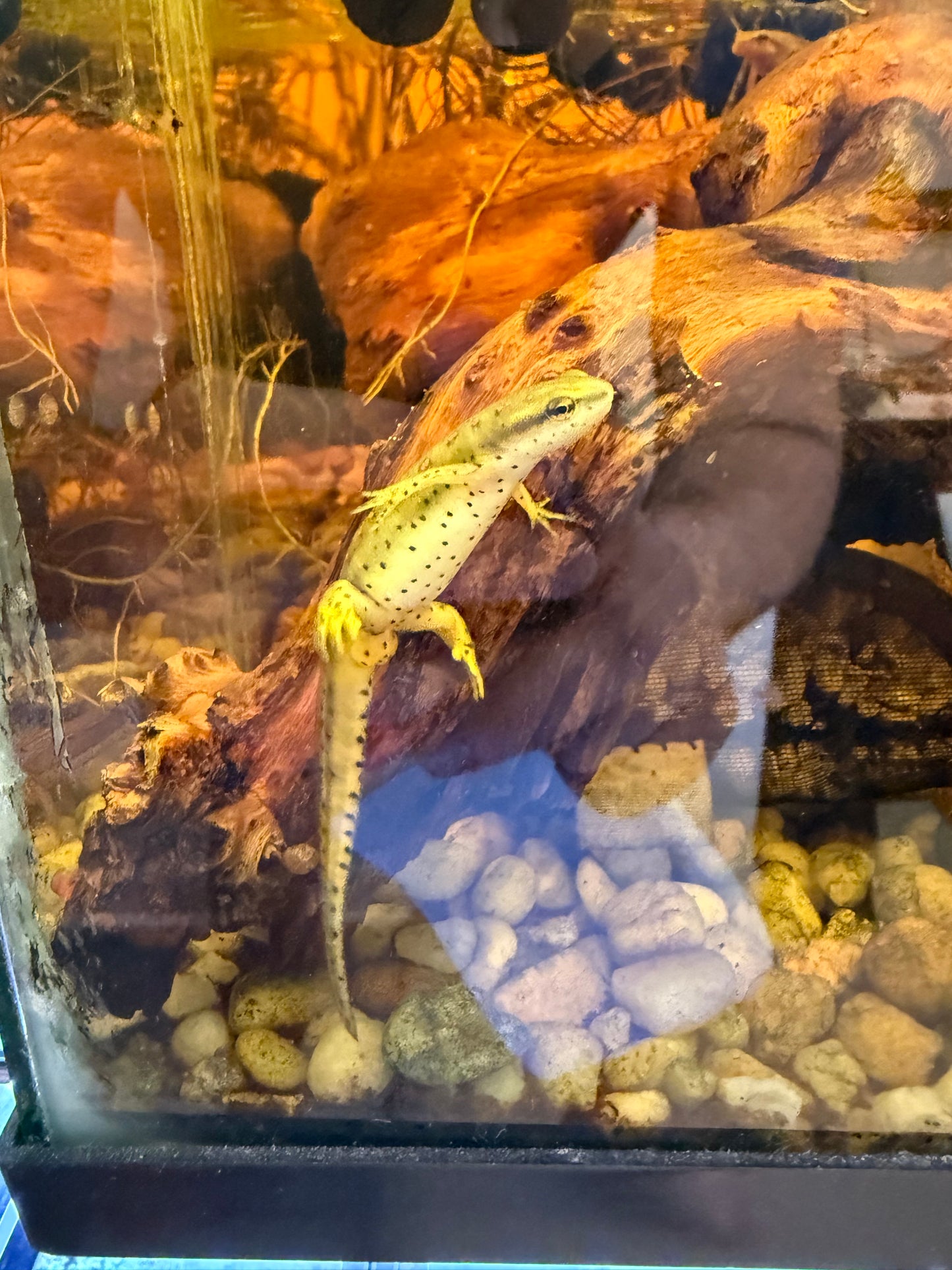 Broken-striped Newt (Notophthalmus v. dorsalis)