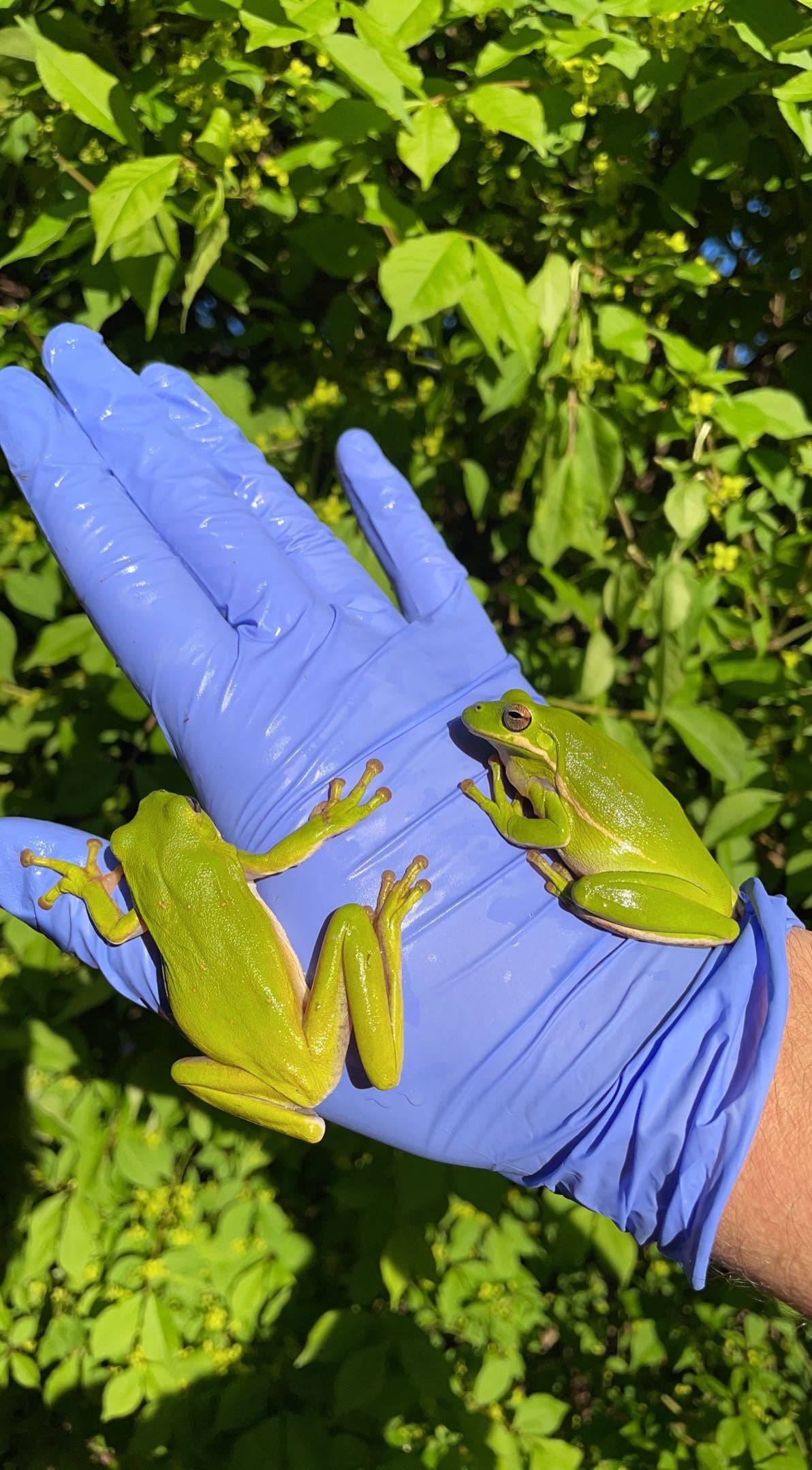 American Green Treefrog (Dryophytes cinereus)