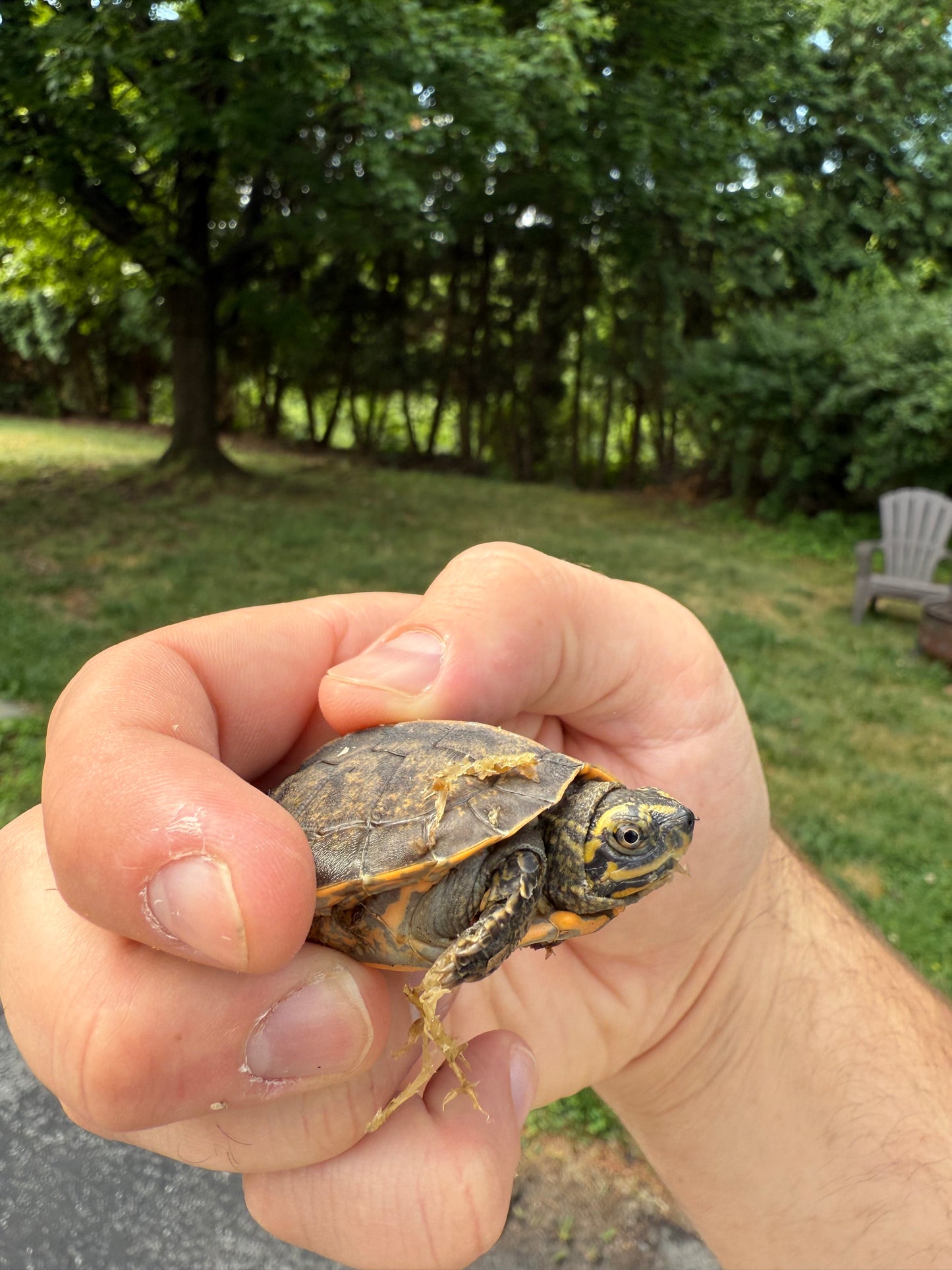 Yellow-headed Temple Turtle (Heosemys annandalii)
