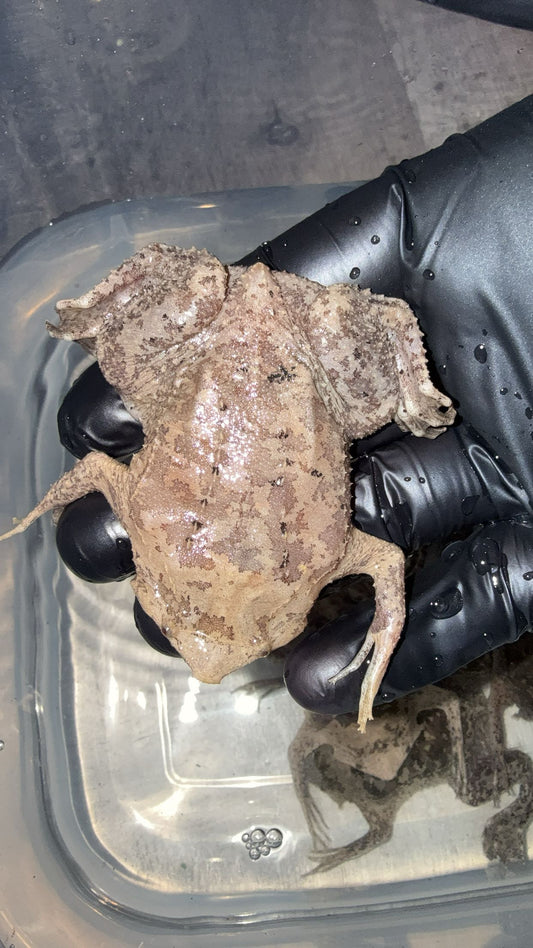 Surinam Toad (Pipa pipa)