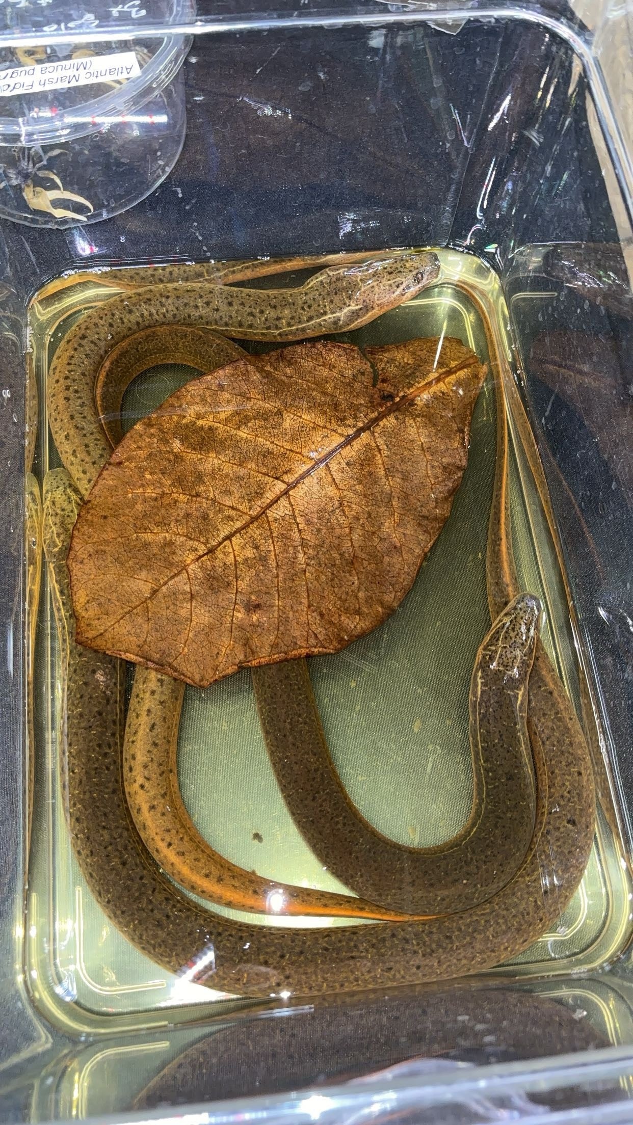 Indian Tulip Eel (Monopterus cuchia)