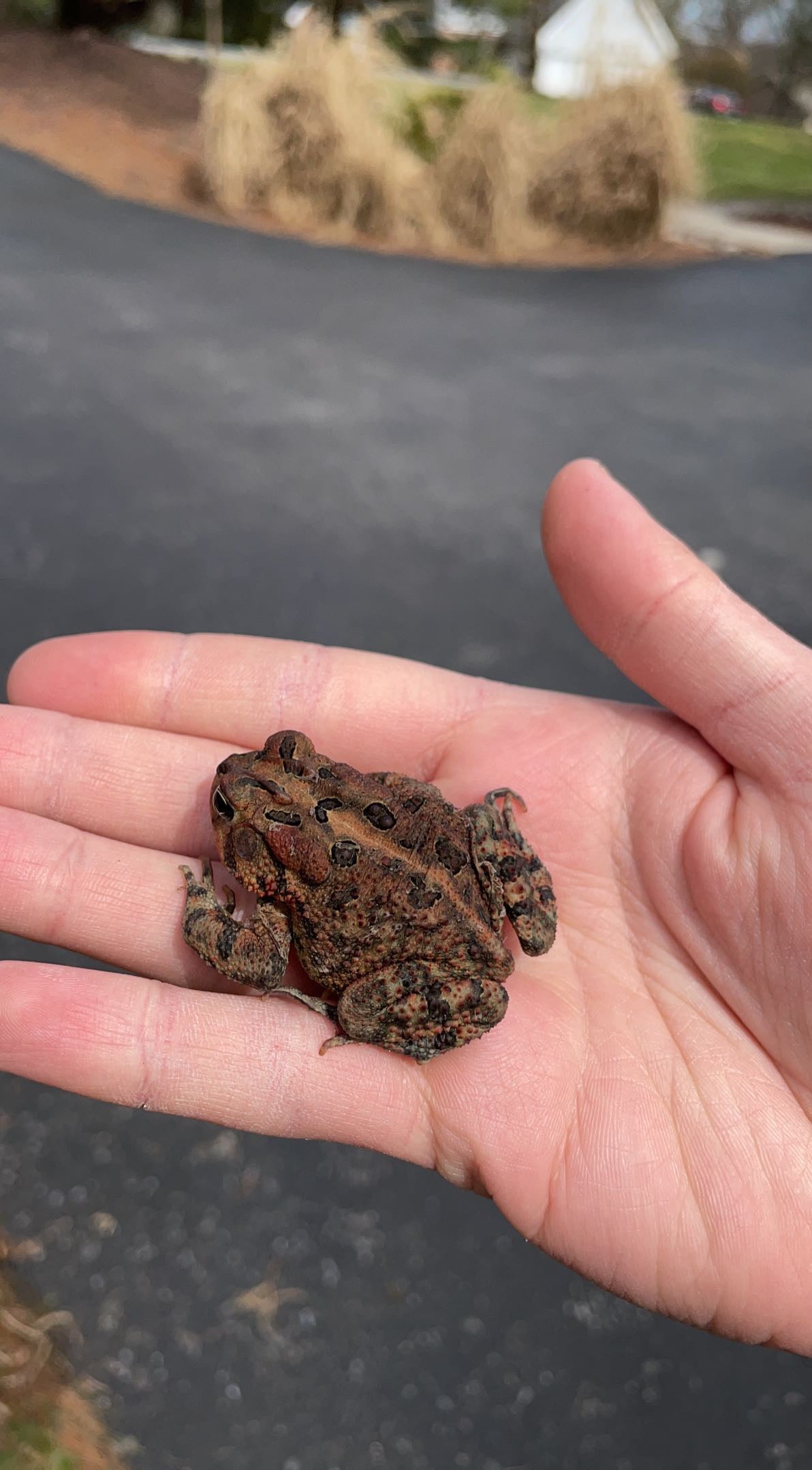 Southern Toad (Anaxyrus terrestris)
