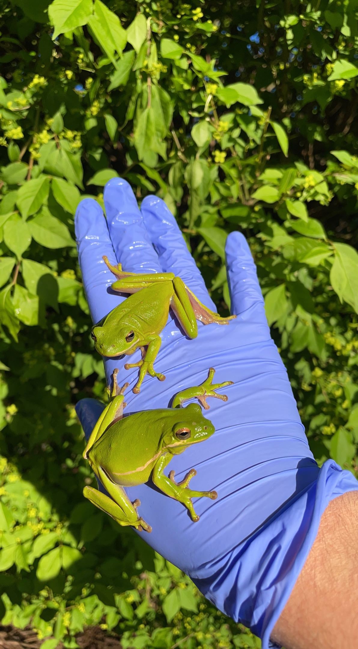 American Green Treefrog (Dryophytes cinereus)
