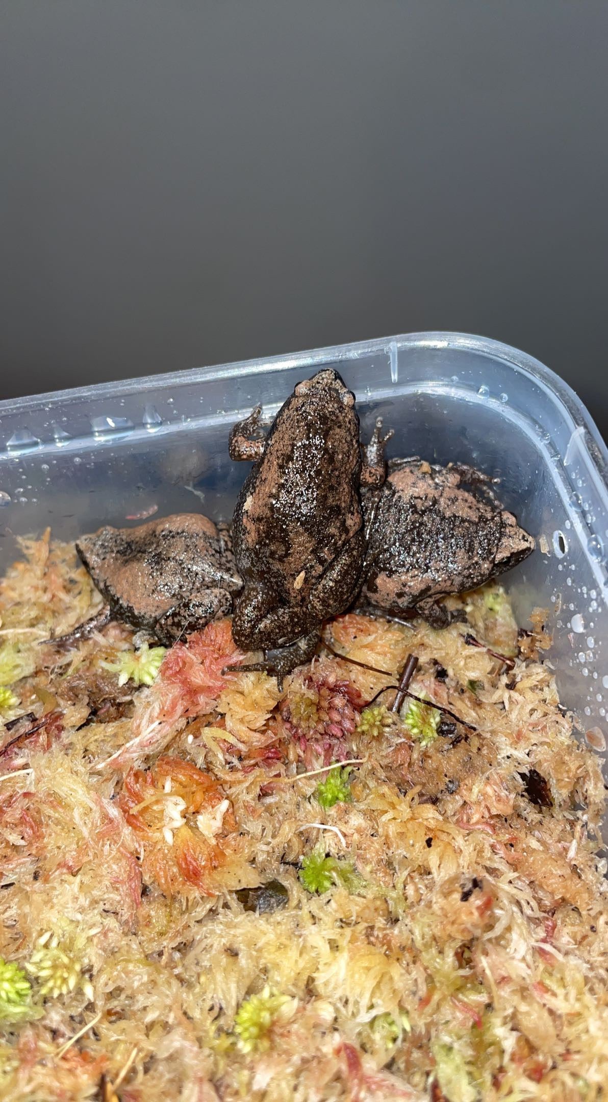 Eastern Narrow-mouthed Toad (Gastrophryne carolinensis)