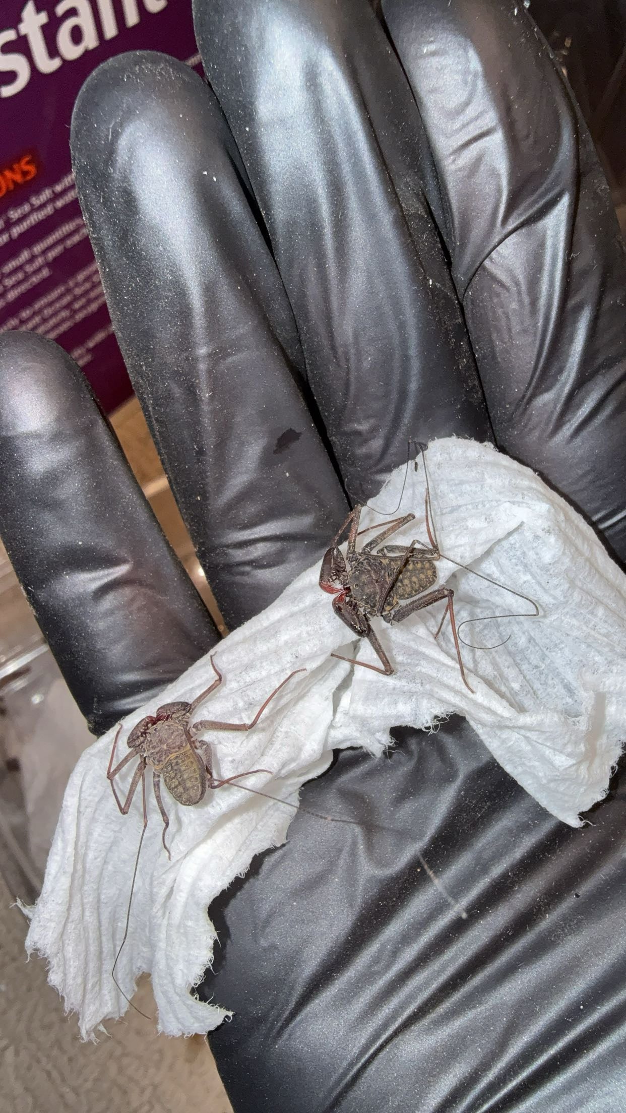 Florida Tailless Whip Scorpion (Phrynus marginemaculatus)