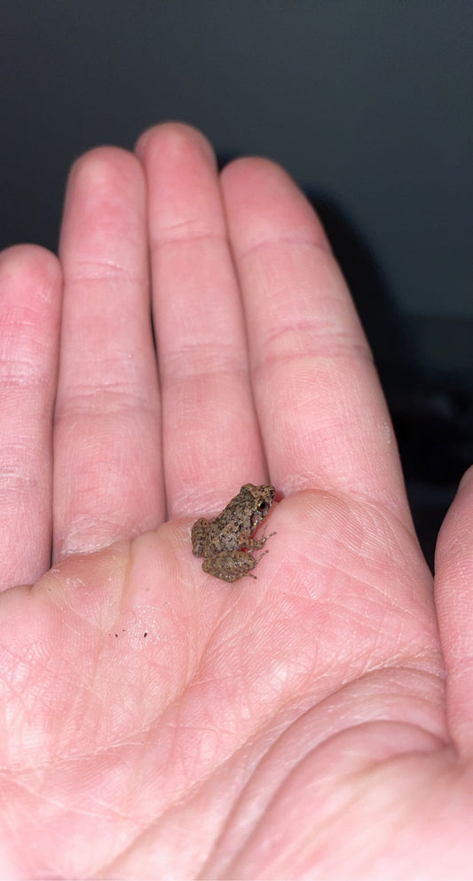 Greenhouse Frog (Eleutherodactylus planirostris)