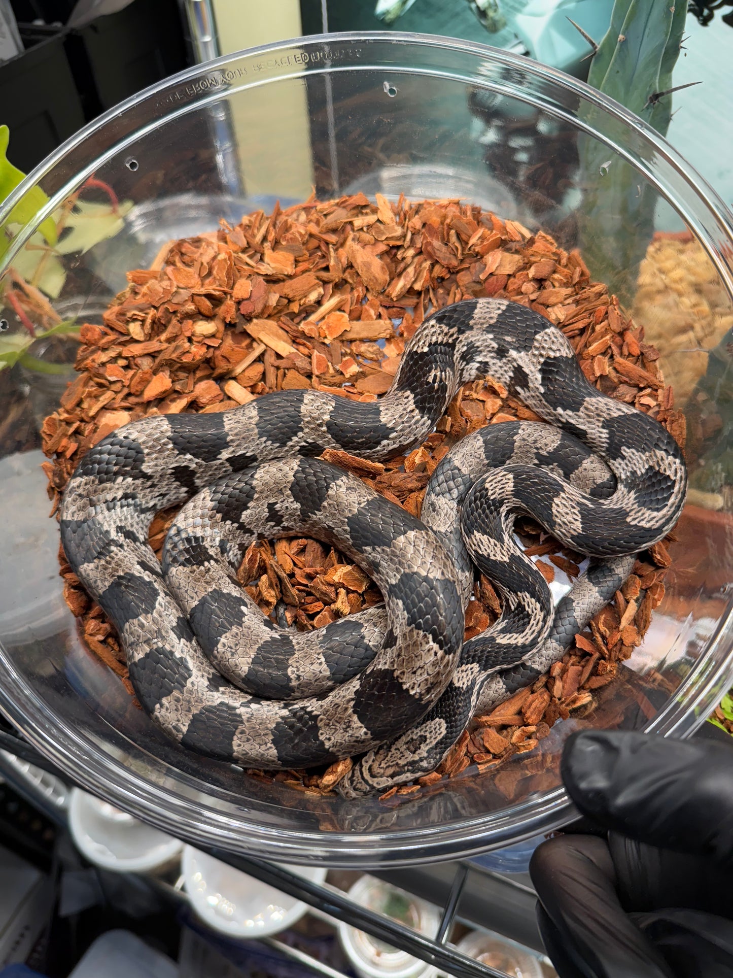1.0 Anery Lake Okeechobee Corn Snake (Pantherophis guttatus)