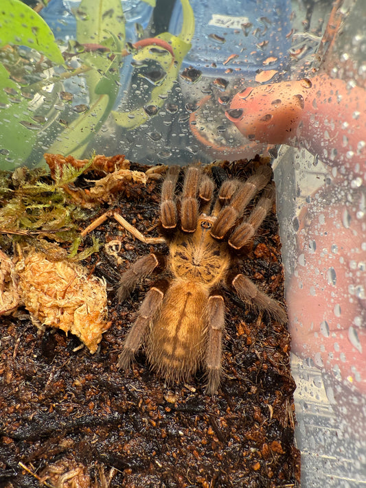 Bach Ma Earth Tiger Tarantula (Cyriopagopus sp. “Bach Ma”)
