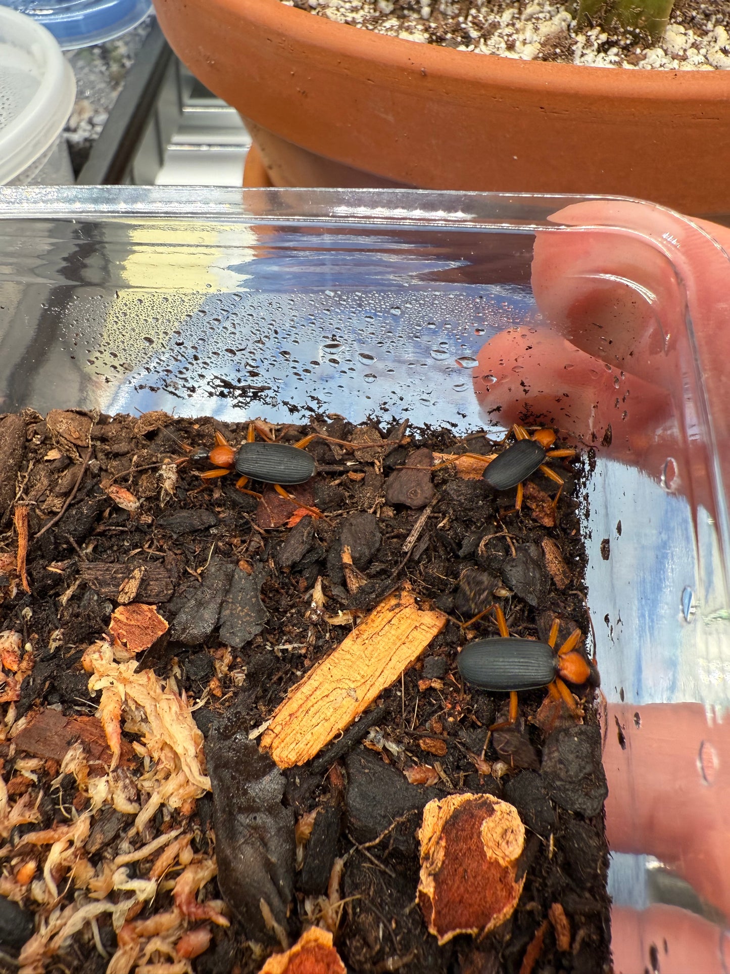 False Bombardier Beetle (Galerita bicolor)