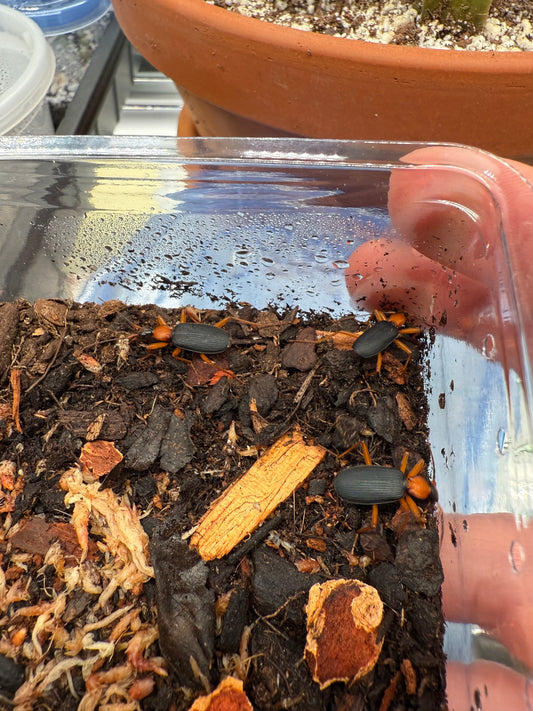 False Bombardier Beetle (Galerita bicolor)
