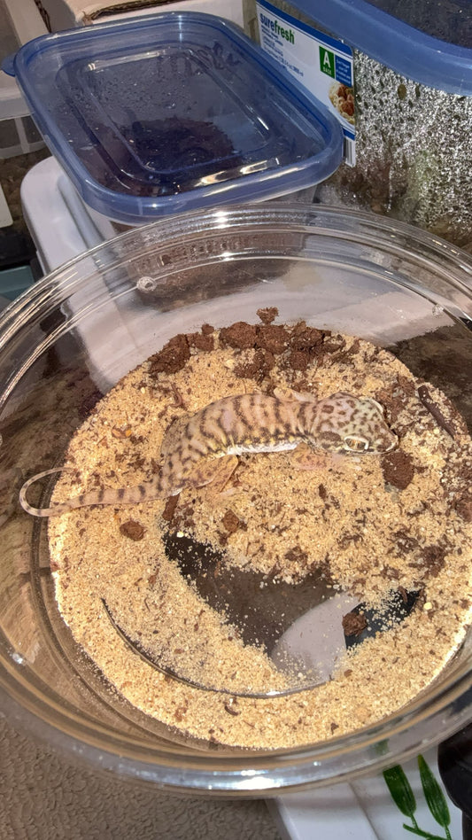 Dune Gecko (Stenodactylus petrii)