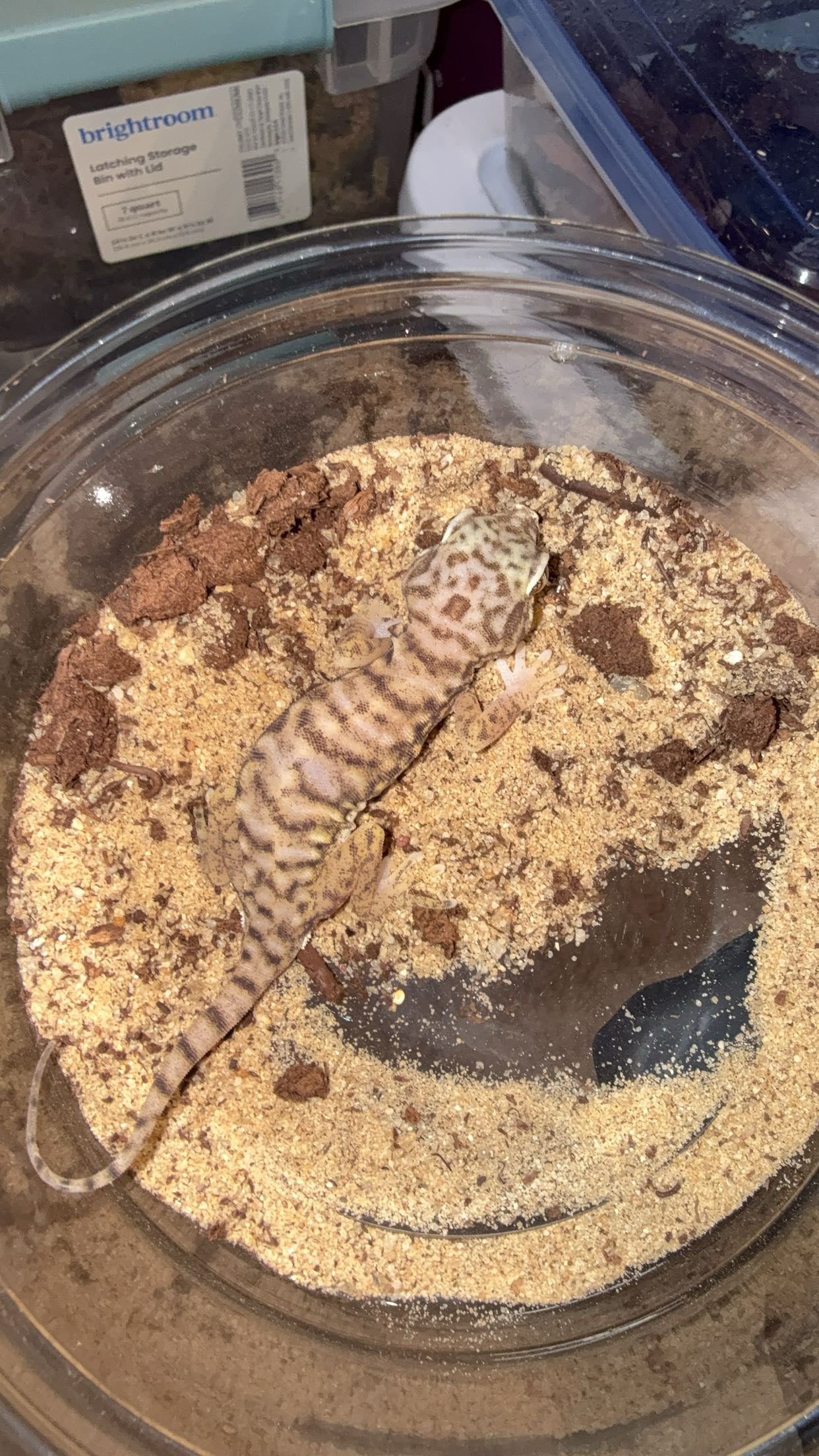 Dune Gecko (Stenodactylus petrii)