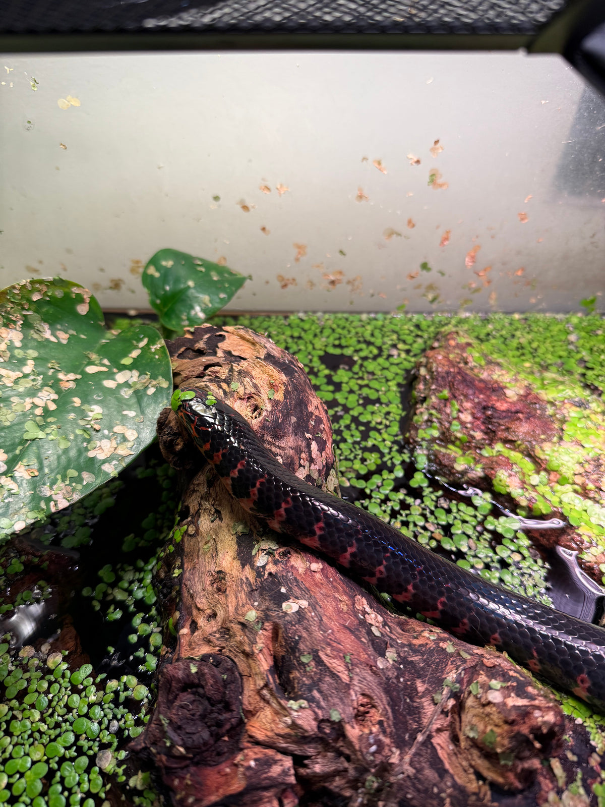 Eastern Mud Snake (Farancia a. abacura)