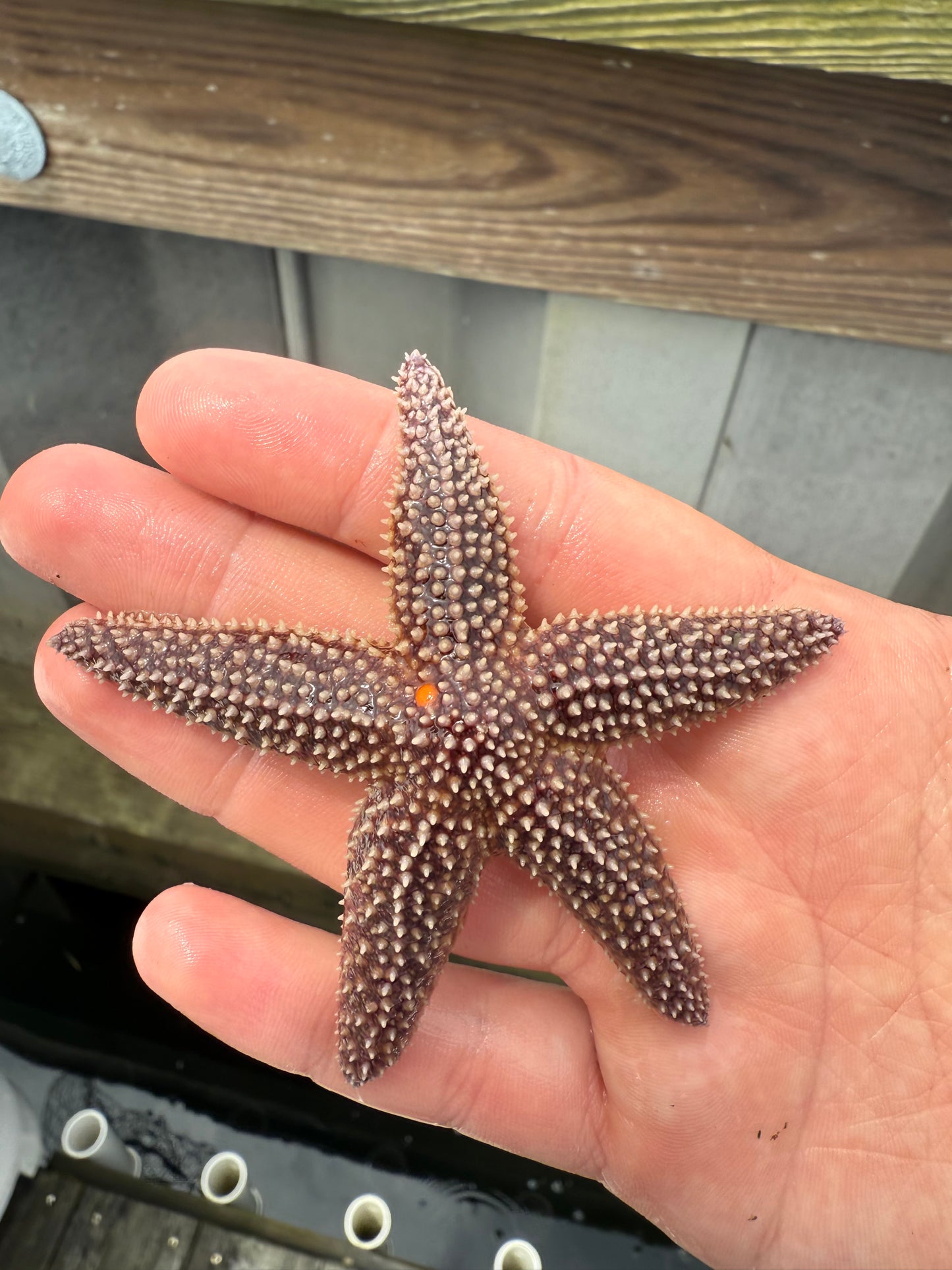 Forbes’ Sea Star (Asterias forbesi)