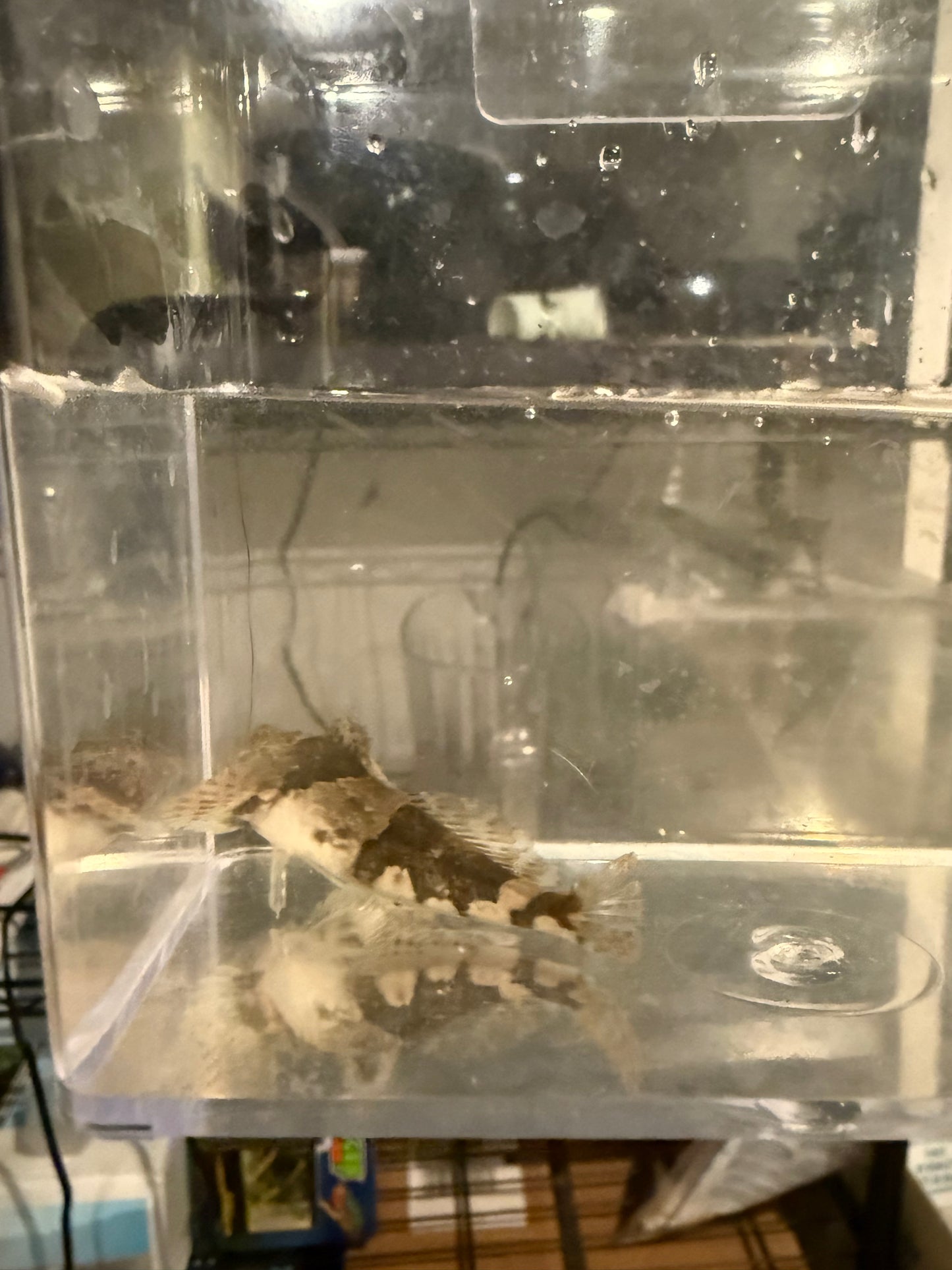 Grubby Sculpin (Myoxocephalus aenaeus)