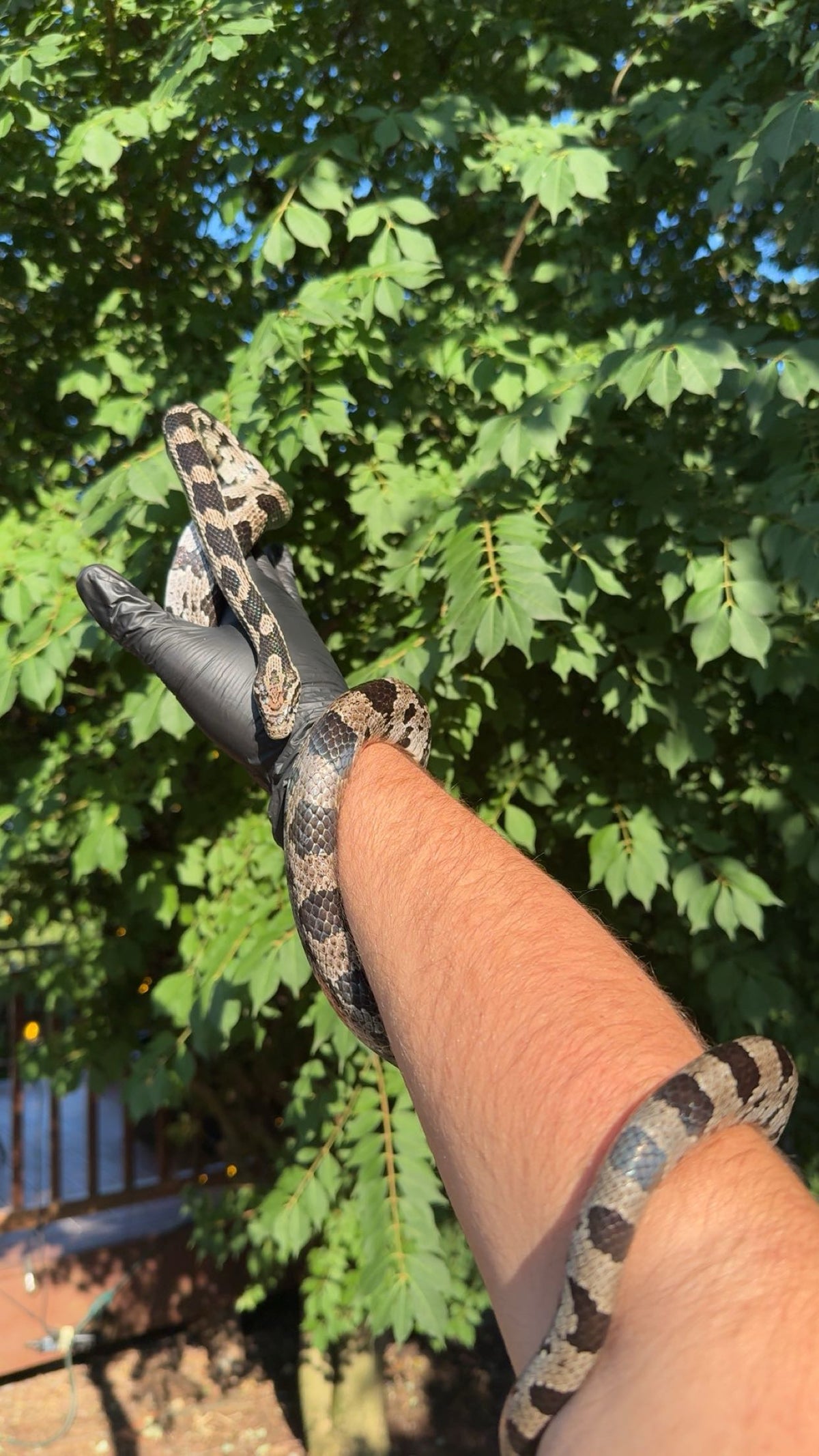 1.0 Anery Lake Okeechobee Corn Snake (Pantherophis guttatus)