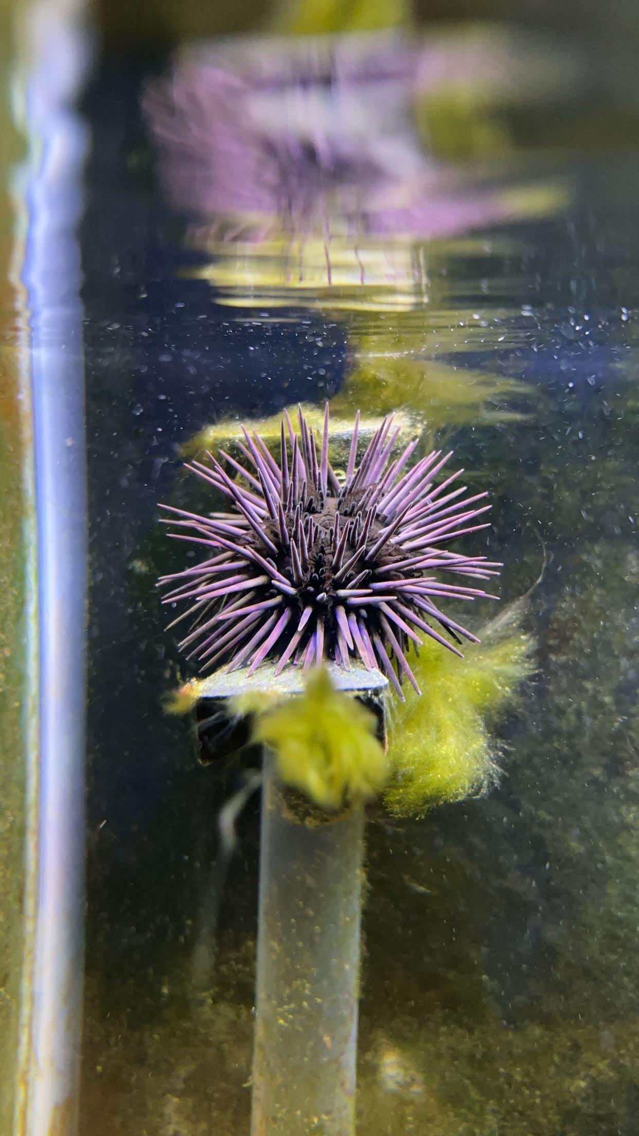 Atlantic Purple Sea Urchin (Arbacia punctulata)