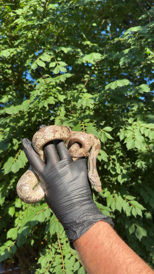 1.0 LTC Alachua Co. FL Gray Rat Snake (Pantherophis spiloides)