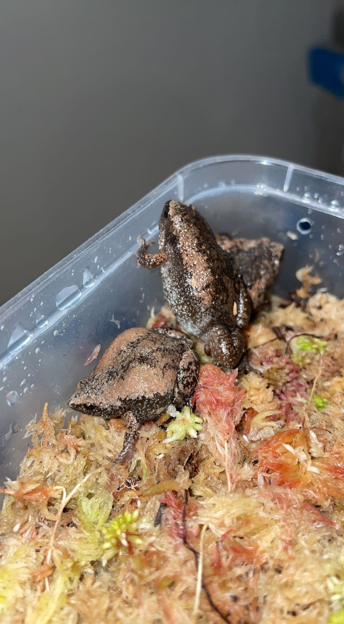 Eastern Narrow-mouthed Toad (Gastrophryne carolinensis)