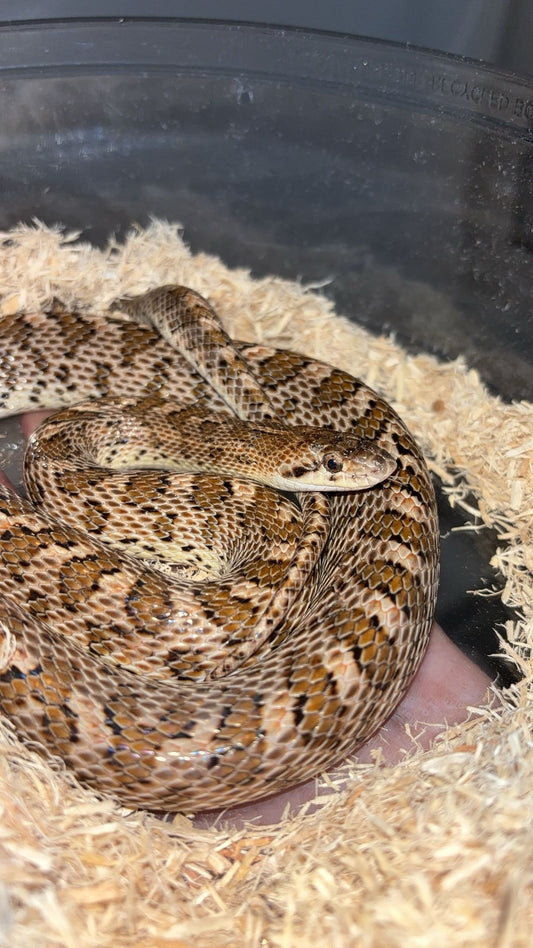 1.0 Painted Desert Glossy Snake (Arizona elegans philipi)