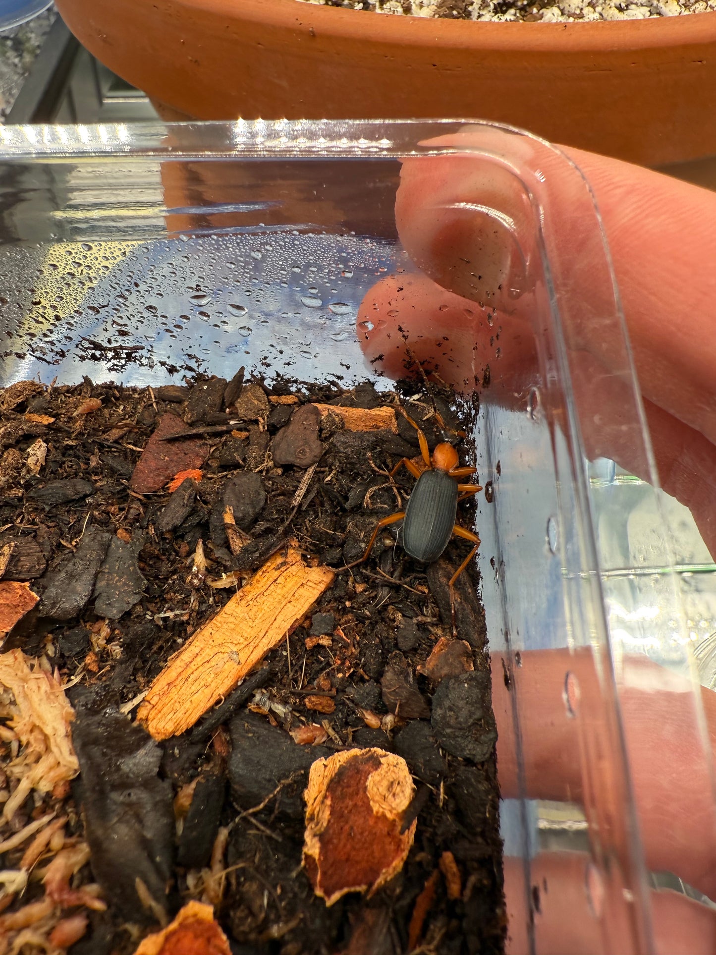 False Bombardier Beetle (Galerita bicolor)