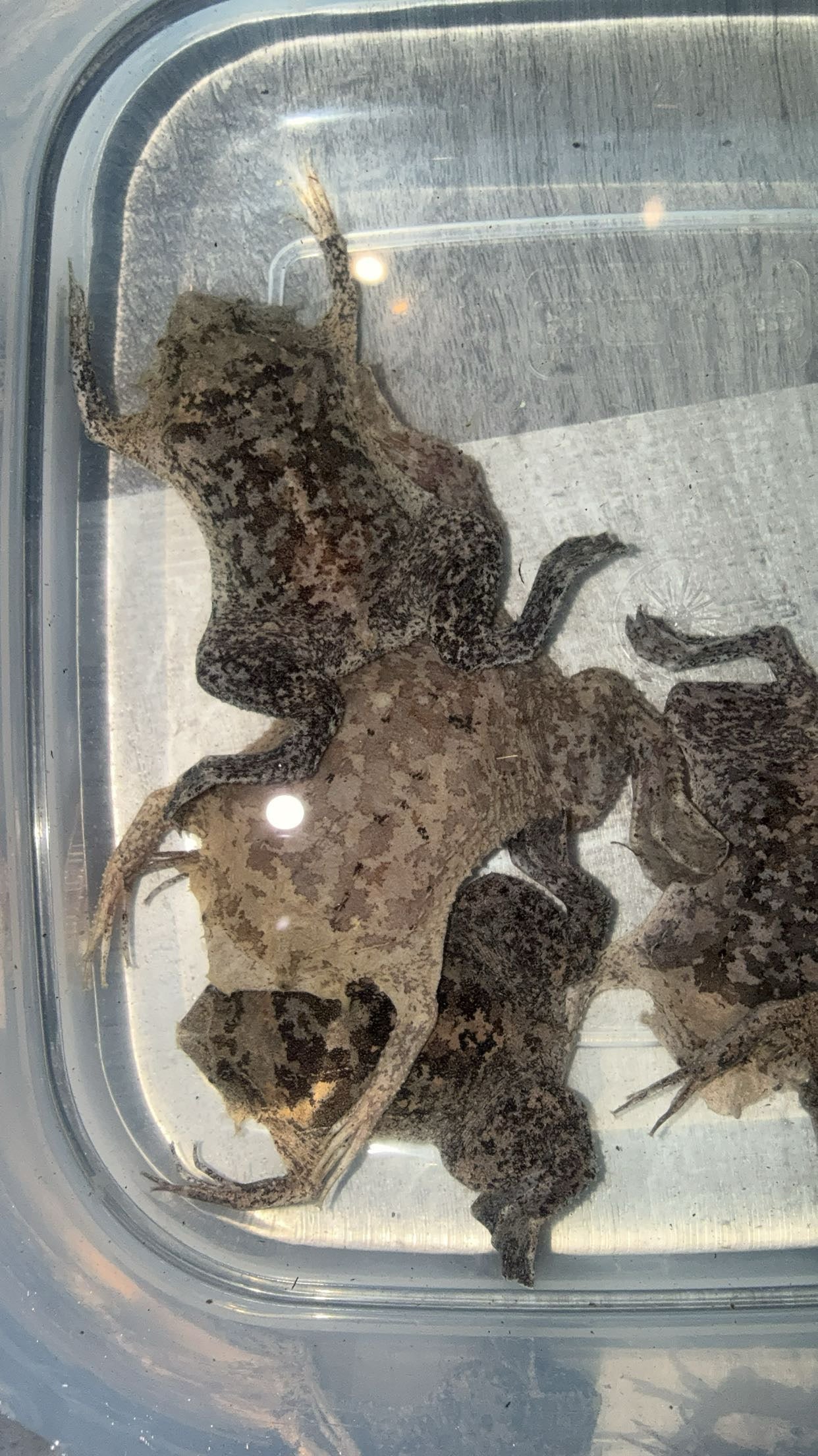 Surinam Toad (Pipa pipa)