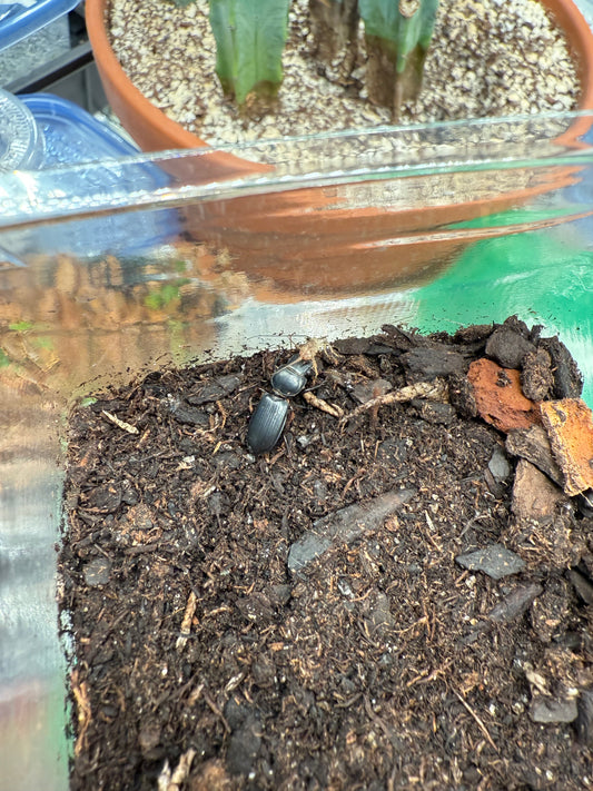Big-headed Ground Beetle (Scarites subterraneus)