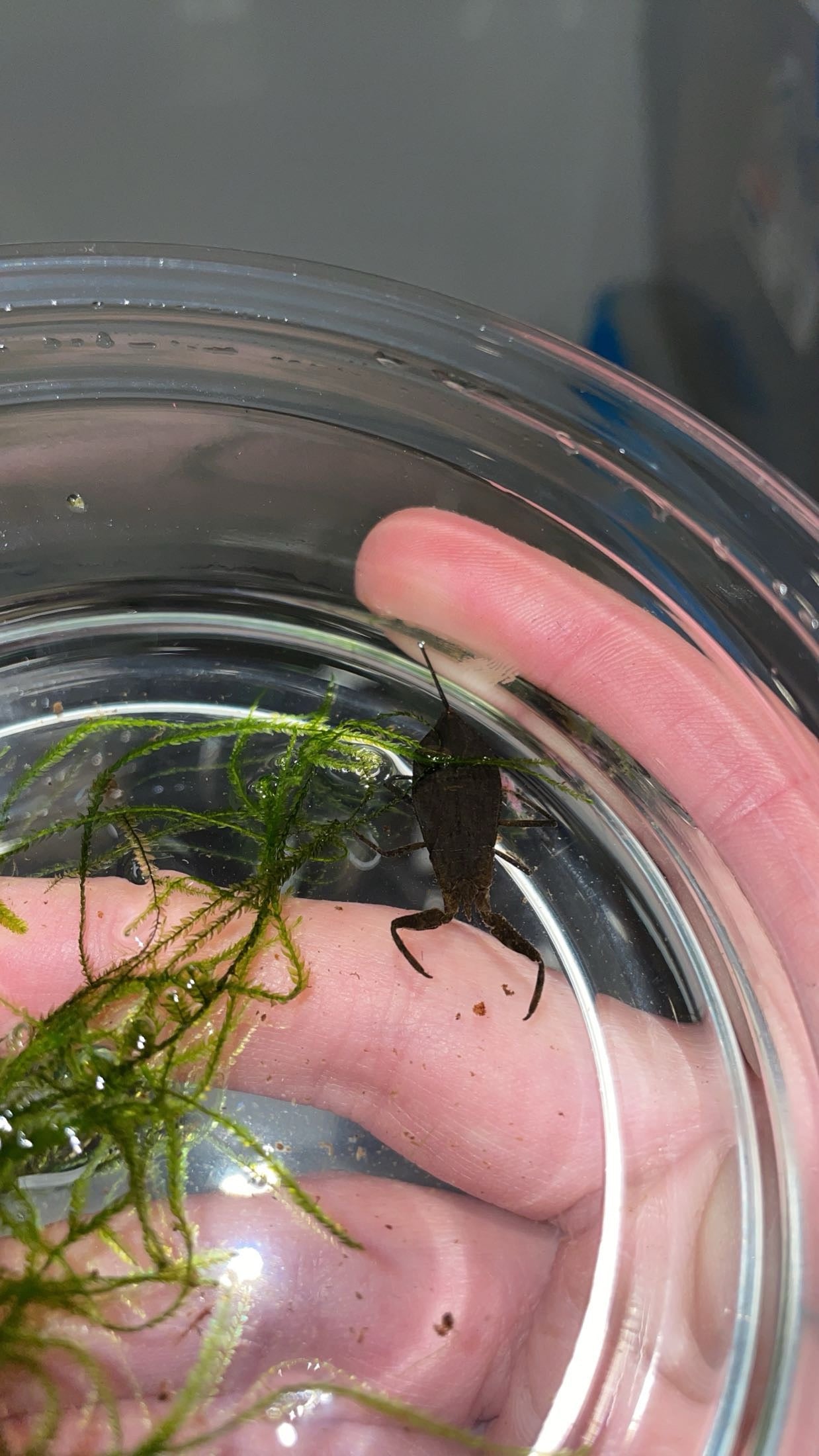 American Nepid Waterscorpion (Nepa apiculata) – Atlantic Aquaculture