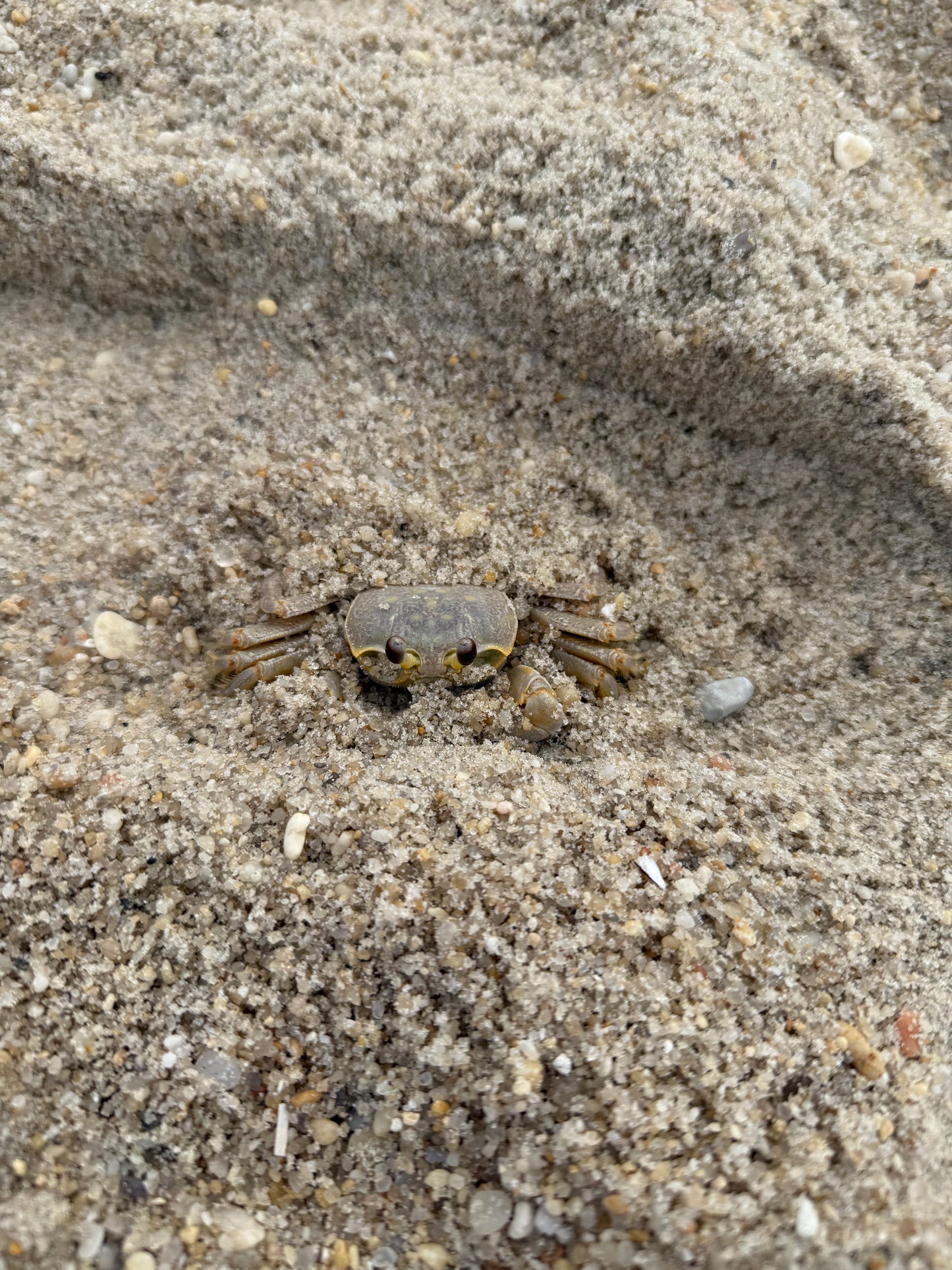 Atlantic Ghost Crab (Ocypode quadrata)
