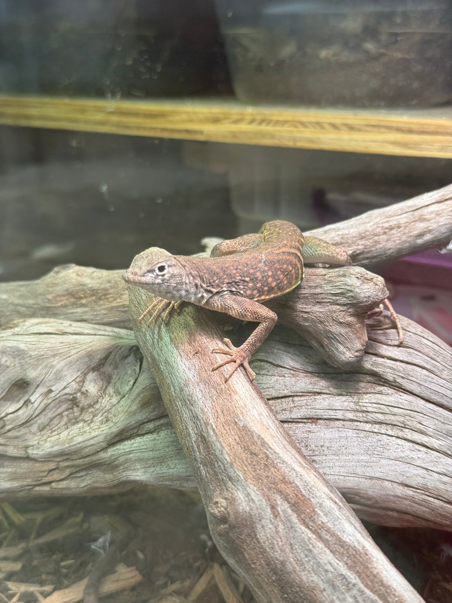 Greater Earless Lizard (Cophosaurus texanus)