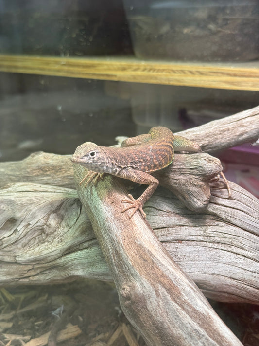 Greater Earless Lizard (Cophosaurus texanus)