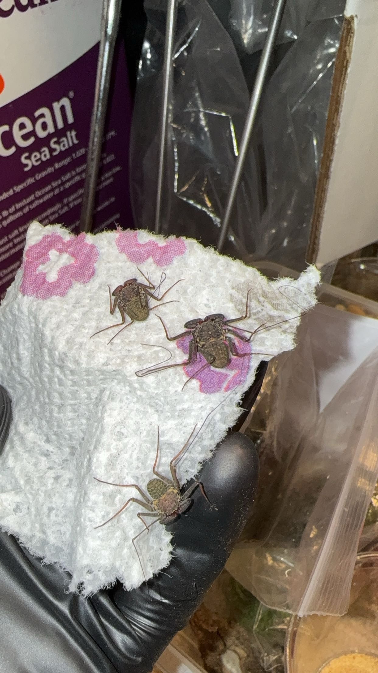 Florida Tailless Whip Scorpion (Phrynus marginemaculatus)