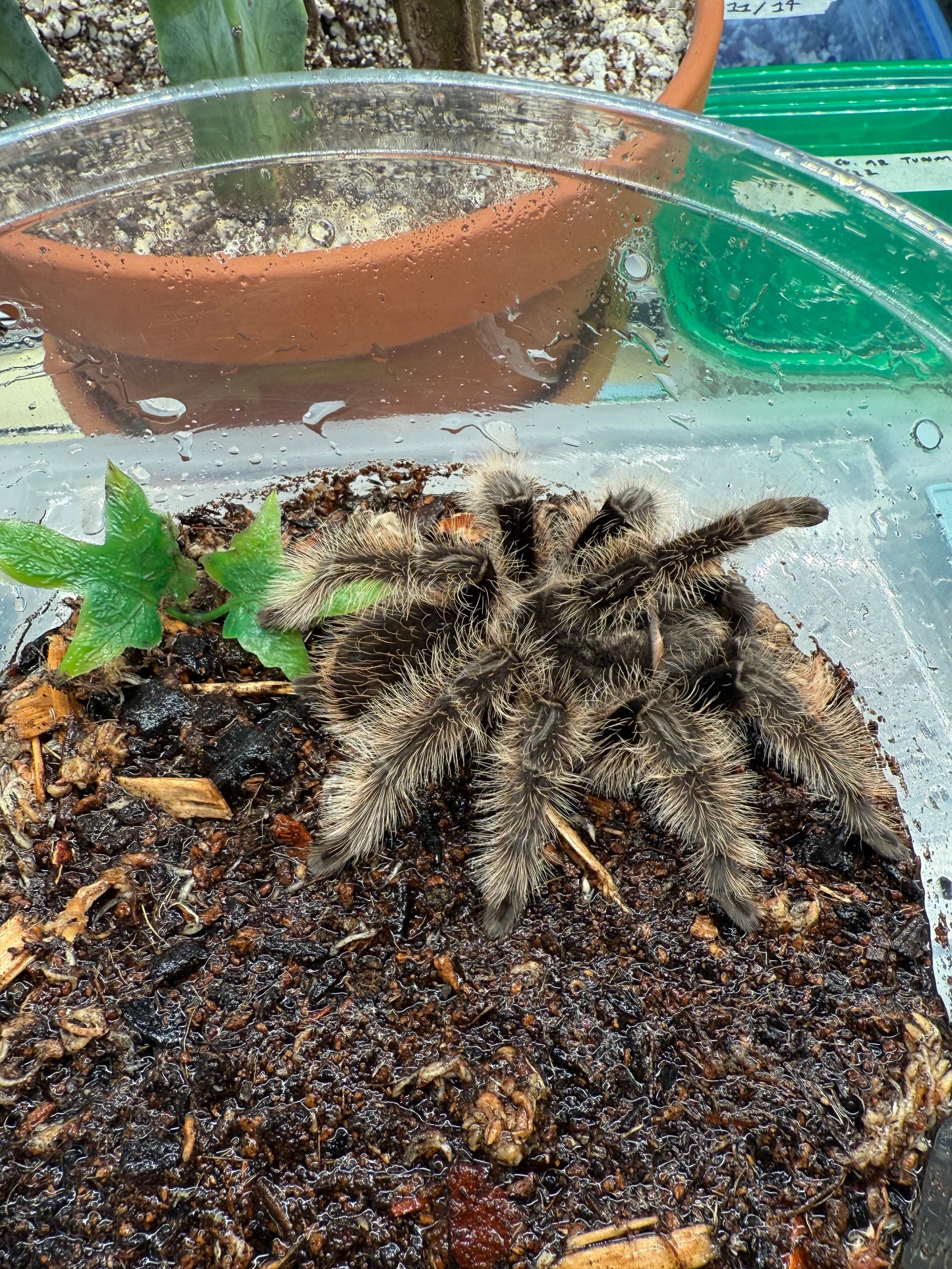 Nicaraguan Curly Hair Taratula (Tliltocatl albopilosus)