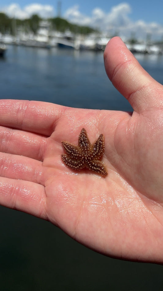 Forbes’ Sea Star (Asterias forbesi)