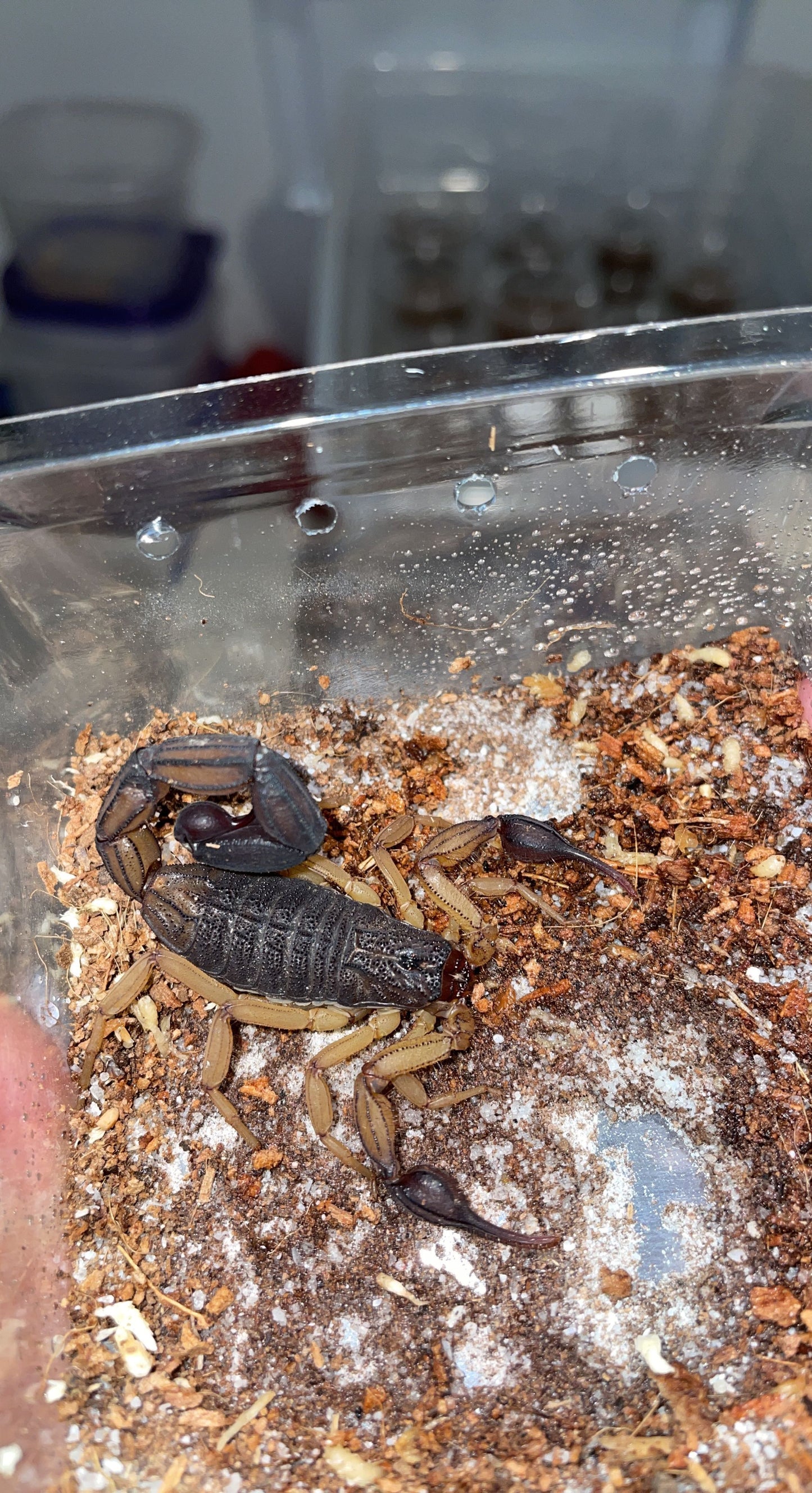 Central American Bark Scorpion (Centruroides margaritatus)