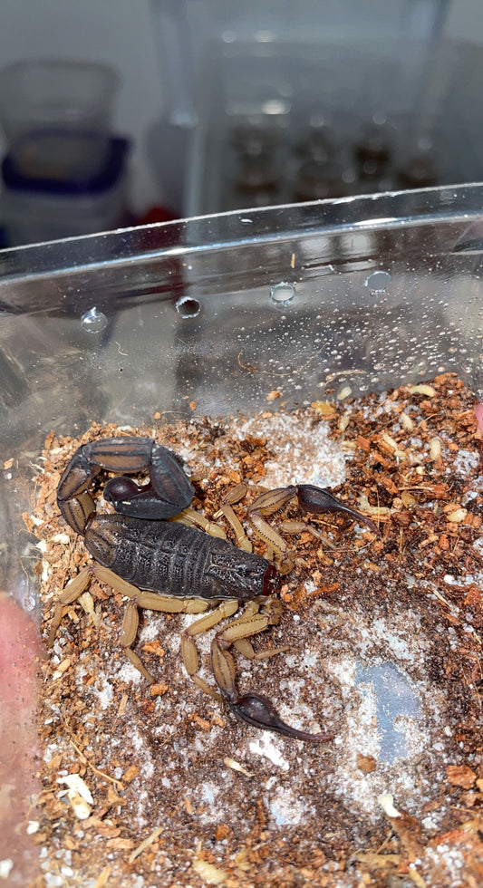 Central American Bark Scorpion (Centruroides margaritatus)
