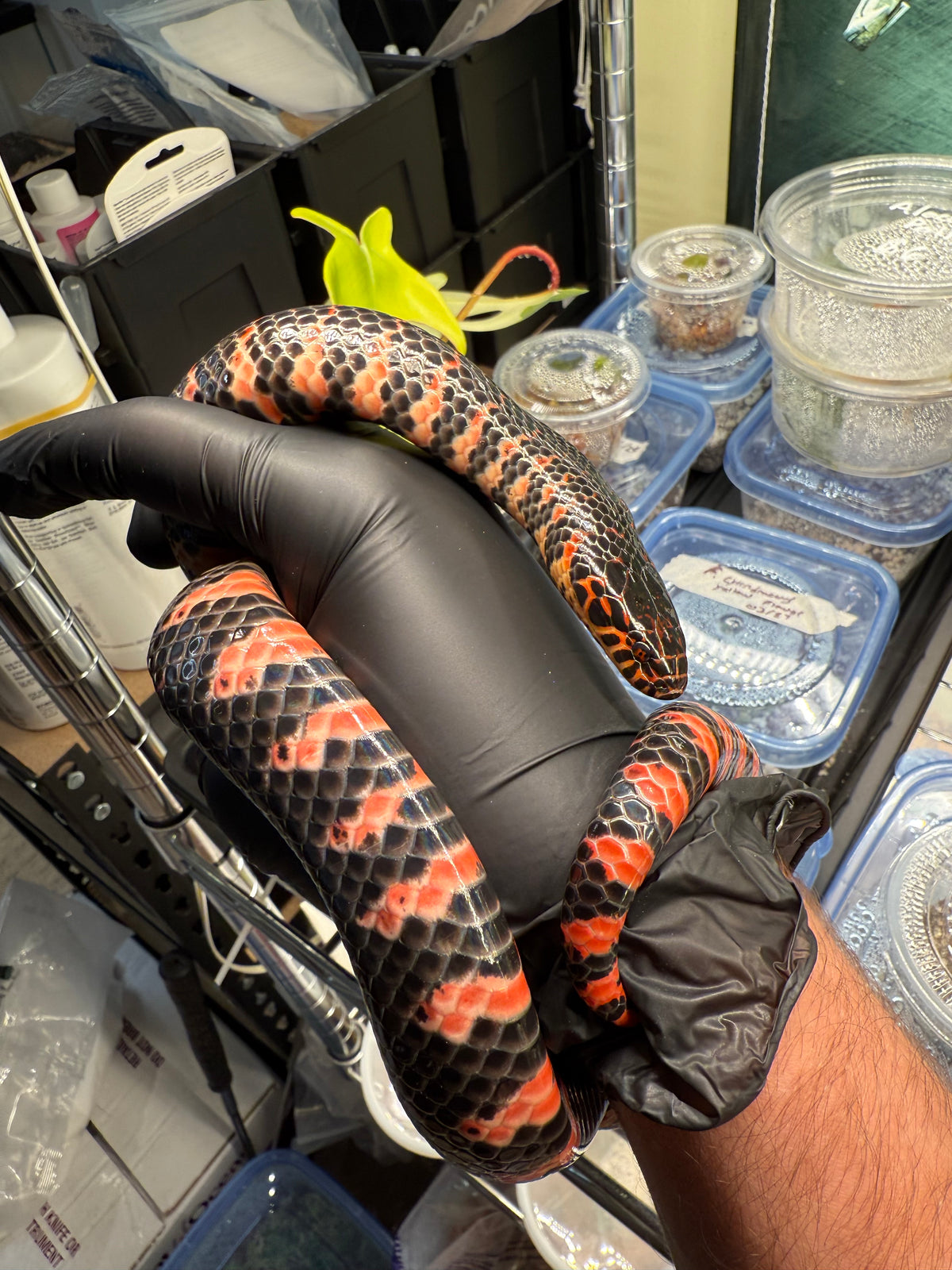 Eastern Mud Snake (Farancia a. abacura)