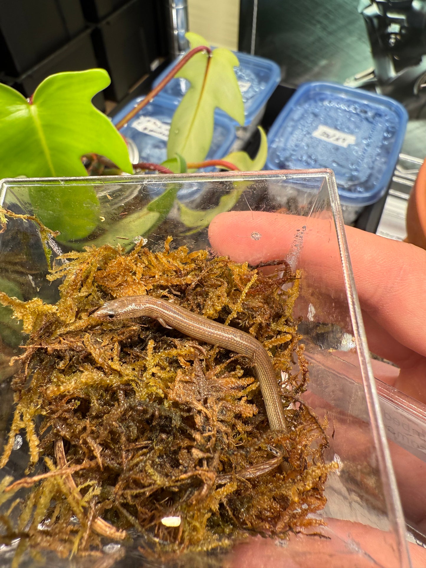 Linnaeus' Writhing Skink (Lygosoma quadrupes)