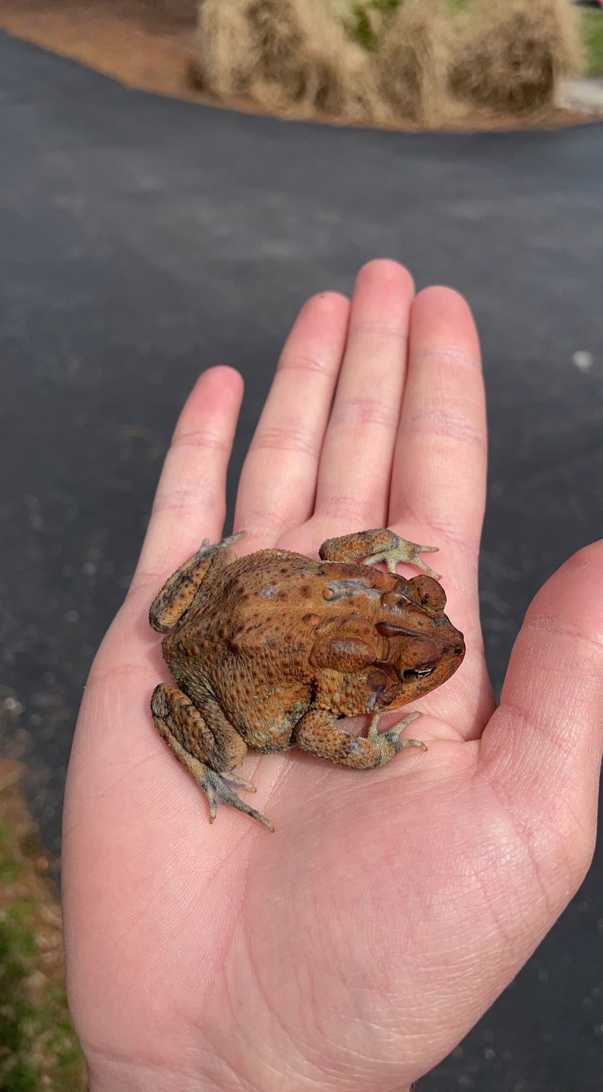 Southern Toad (Anaxyrus terrestris)