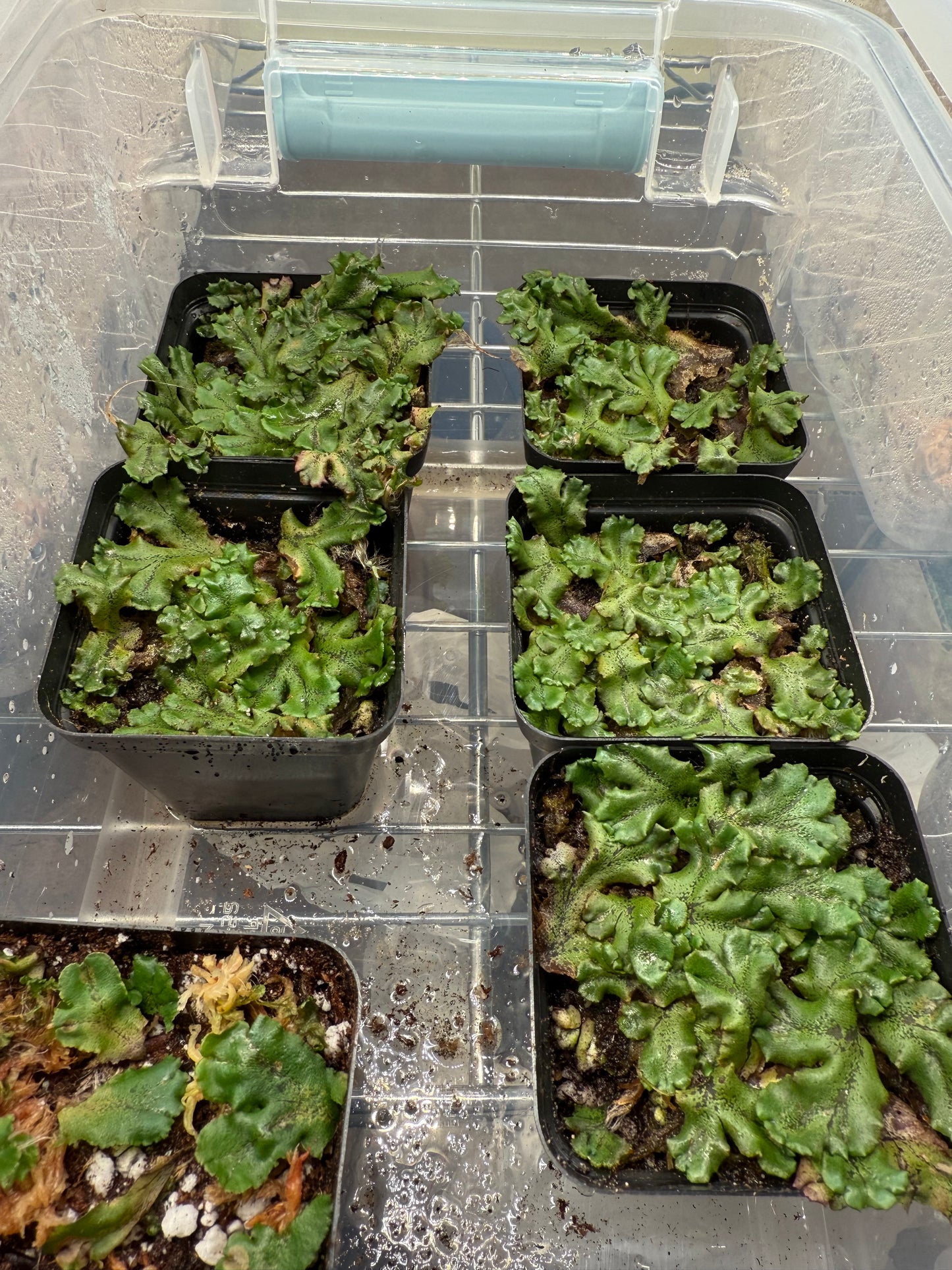 Umbrella Liverwort (Marchantia polymorpha)