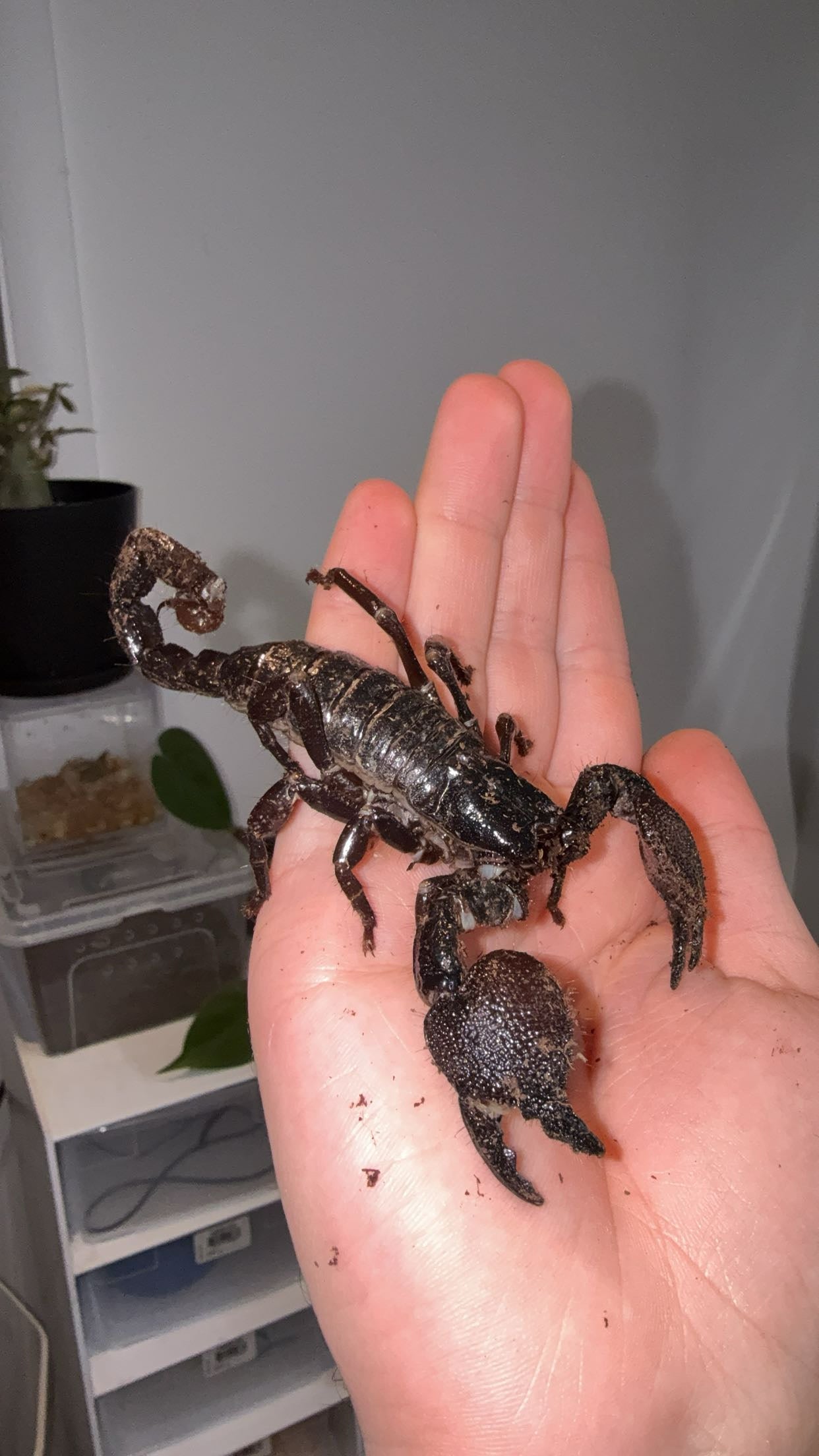 Emperor Scorpion (Pandinus imperator)
