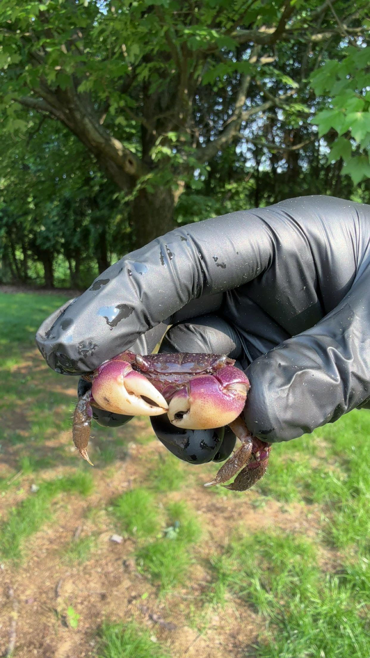 Purple Marsh Crab (Sesarma reticulatum)