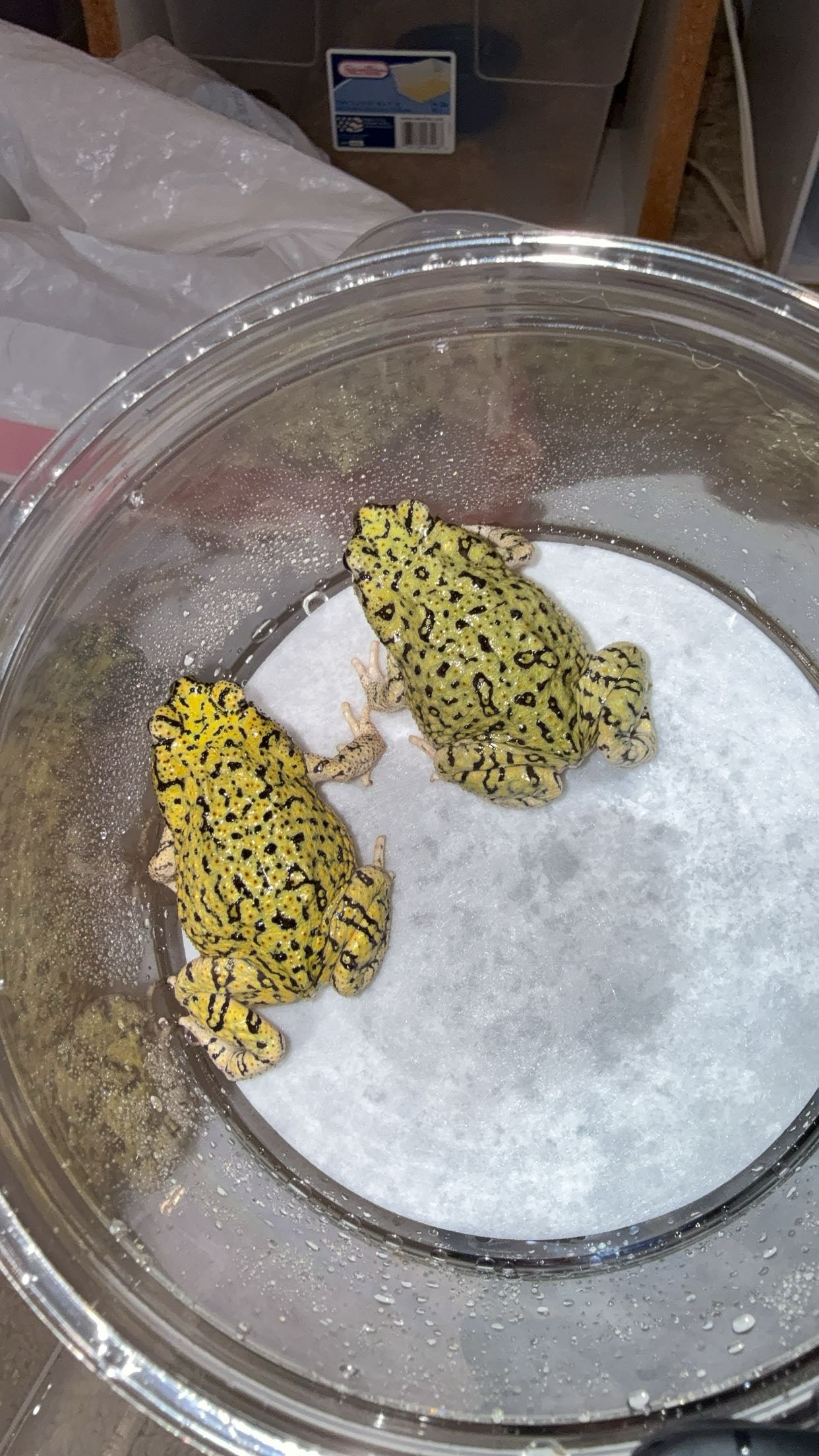 Western Green Toad (Anaxyrus debilis)