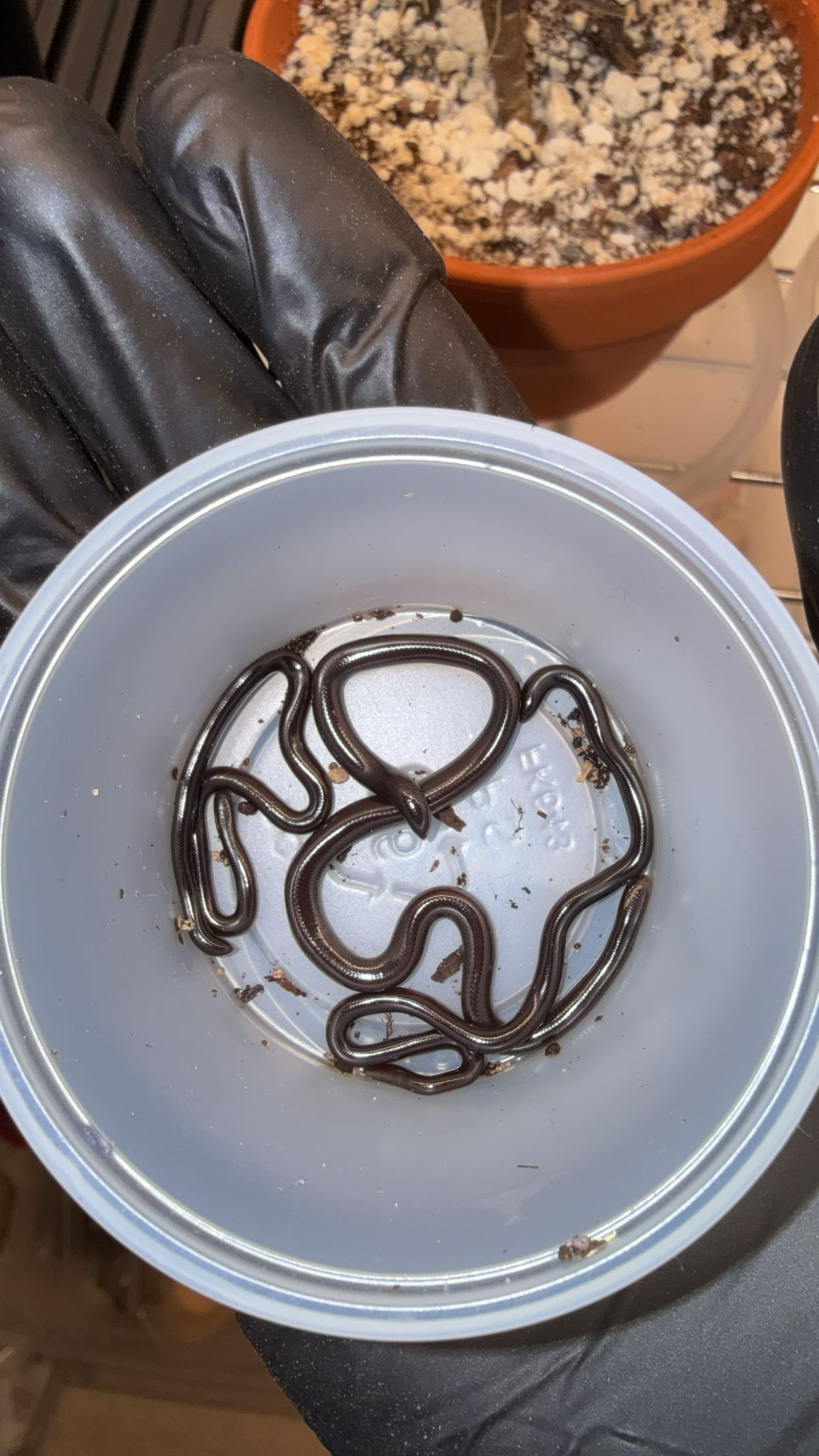 Brahminy Blind Snake (Indotyphlops braminus)