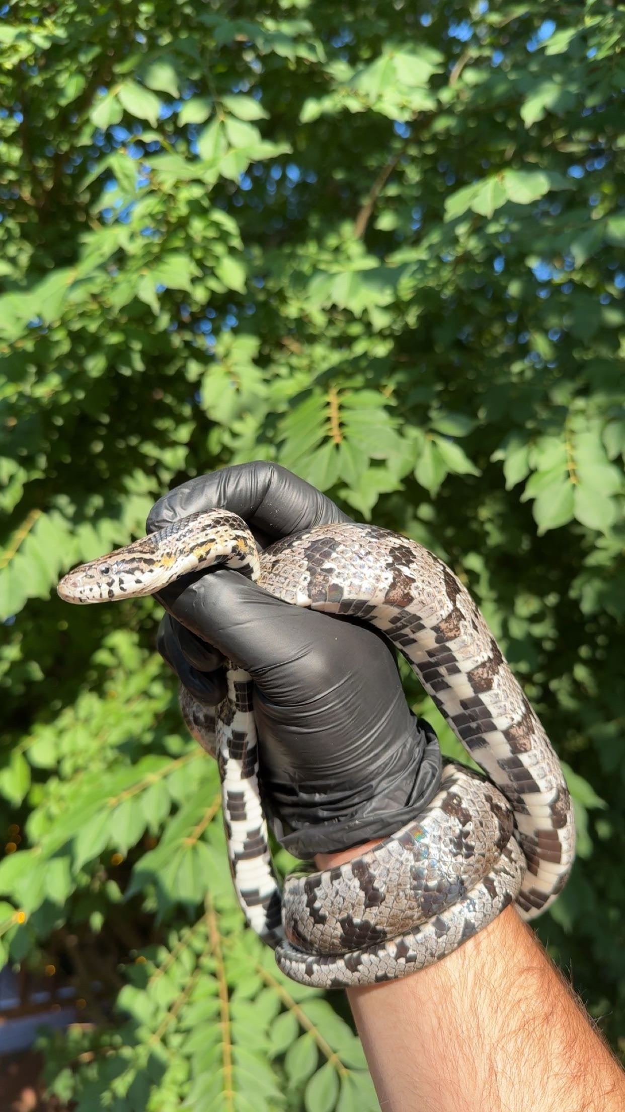 1.0 Anery Lake Okeechobee Corn Snake (Pantherophis guttatus)