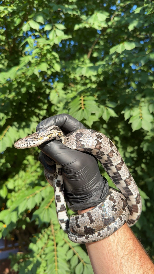 1.0 Anery Lake Okeechobee Corn Snake (Pantherophis guttatus)