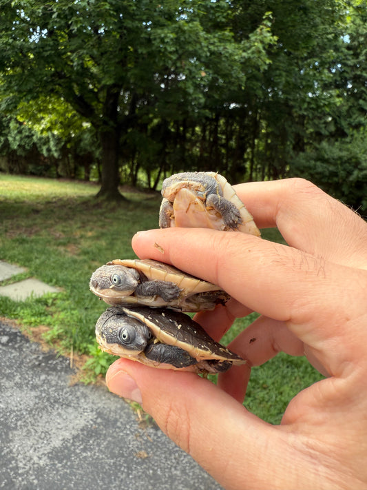 Musu Sideneck Turtle (Elseya ssp.)